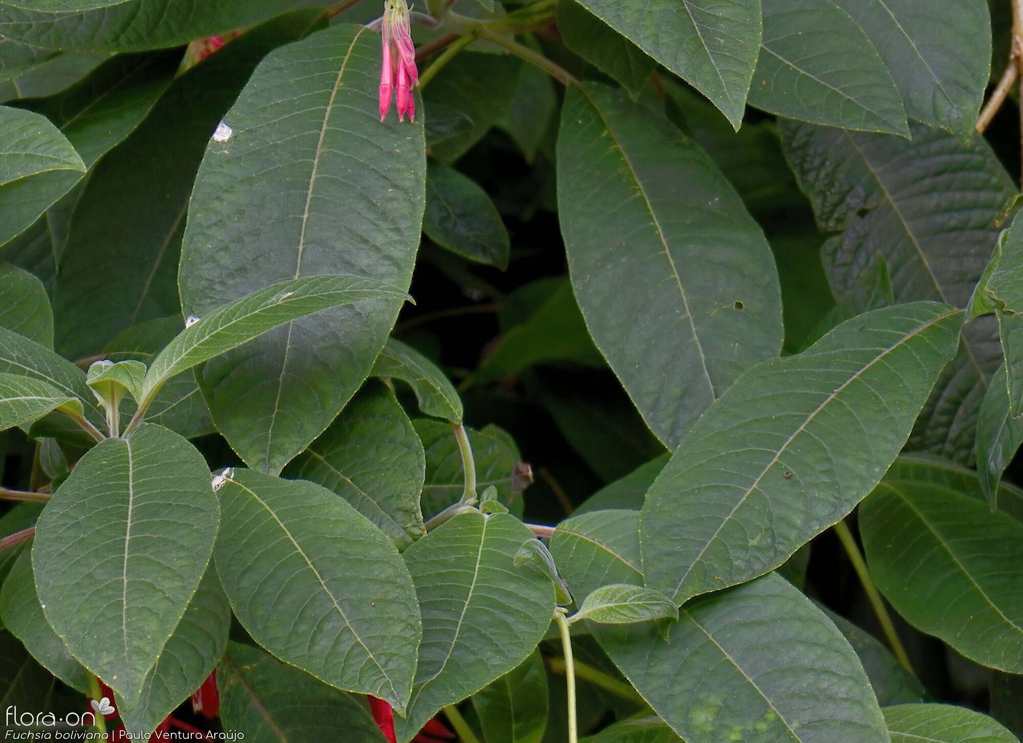 Fuchsia boliviana -  | Paulo Ventura Araújo; CC BY-NC 4.0