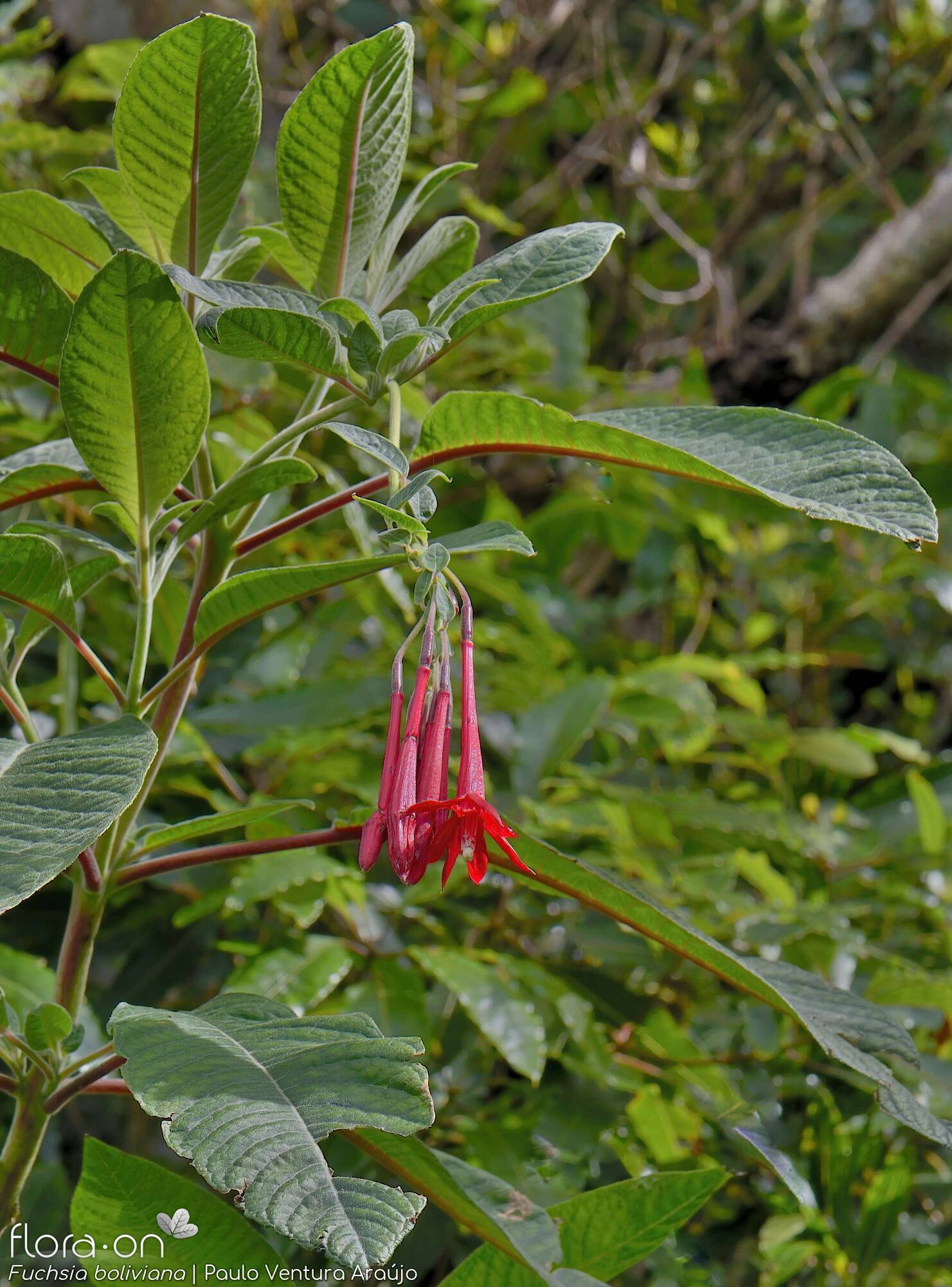 Fuchsia boliviana -  | Paulo Ventura Araújo; CC BY-NC 4.0