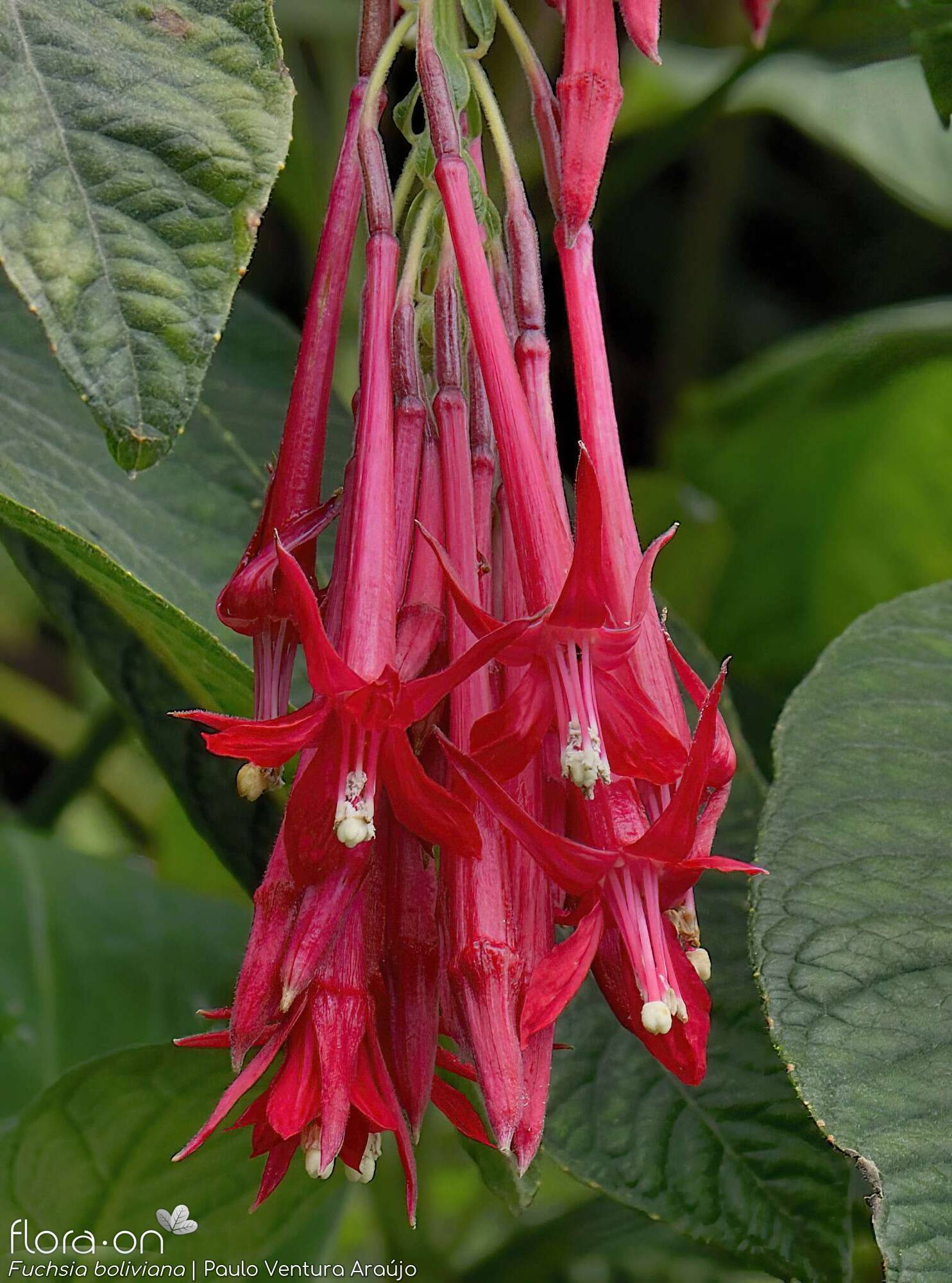 Fuchsia boliviana -  | Paulo Ventura Araújo; CC BY-NC 4.0
