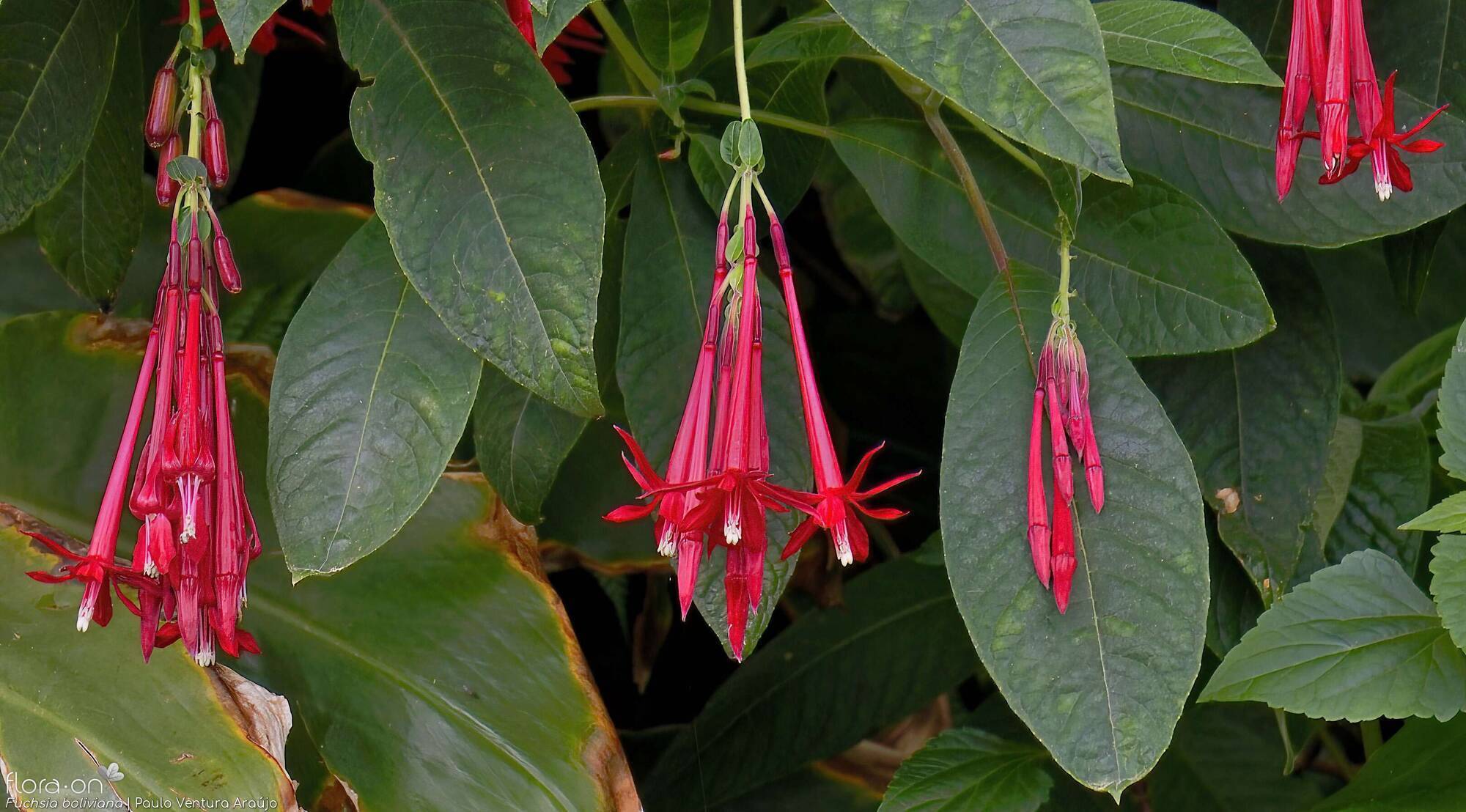 Fuchsia boliviana -  | Paulo Ventura Araújo; CC BY-NC 4.0