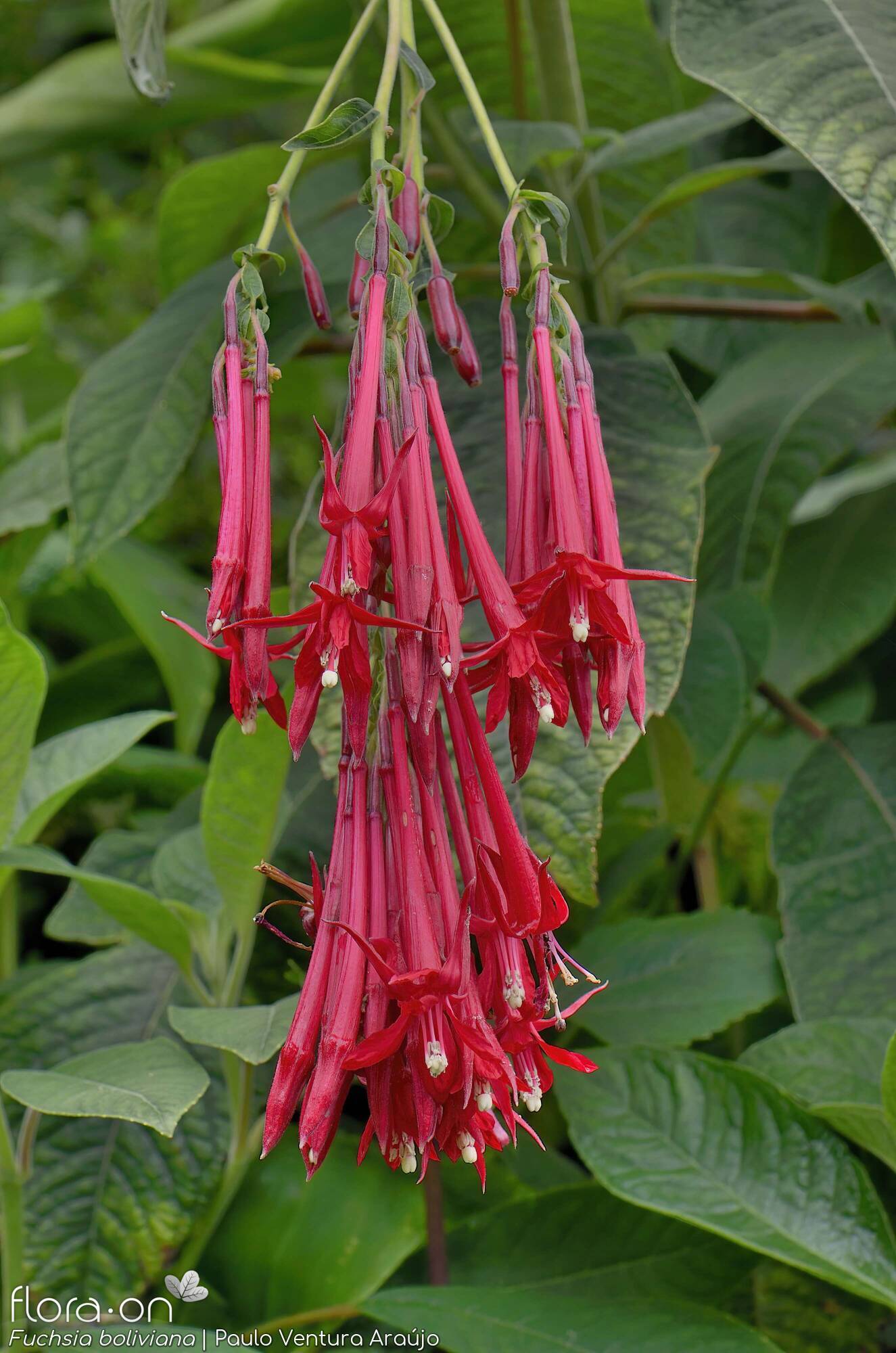 Fuchsia boliviana -  | Paulo Ventura Araújo; CC BY-NC 4.0
