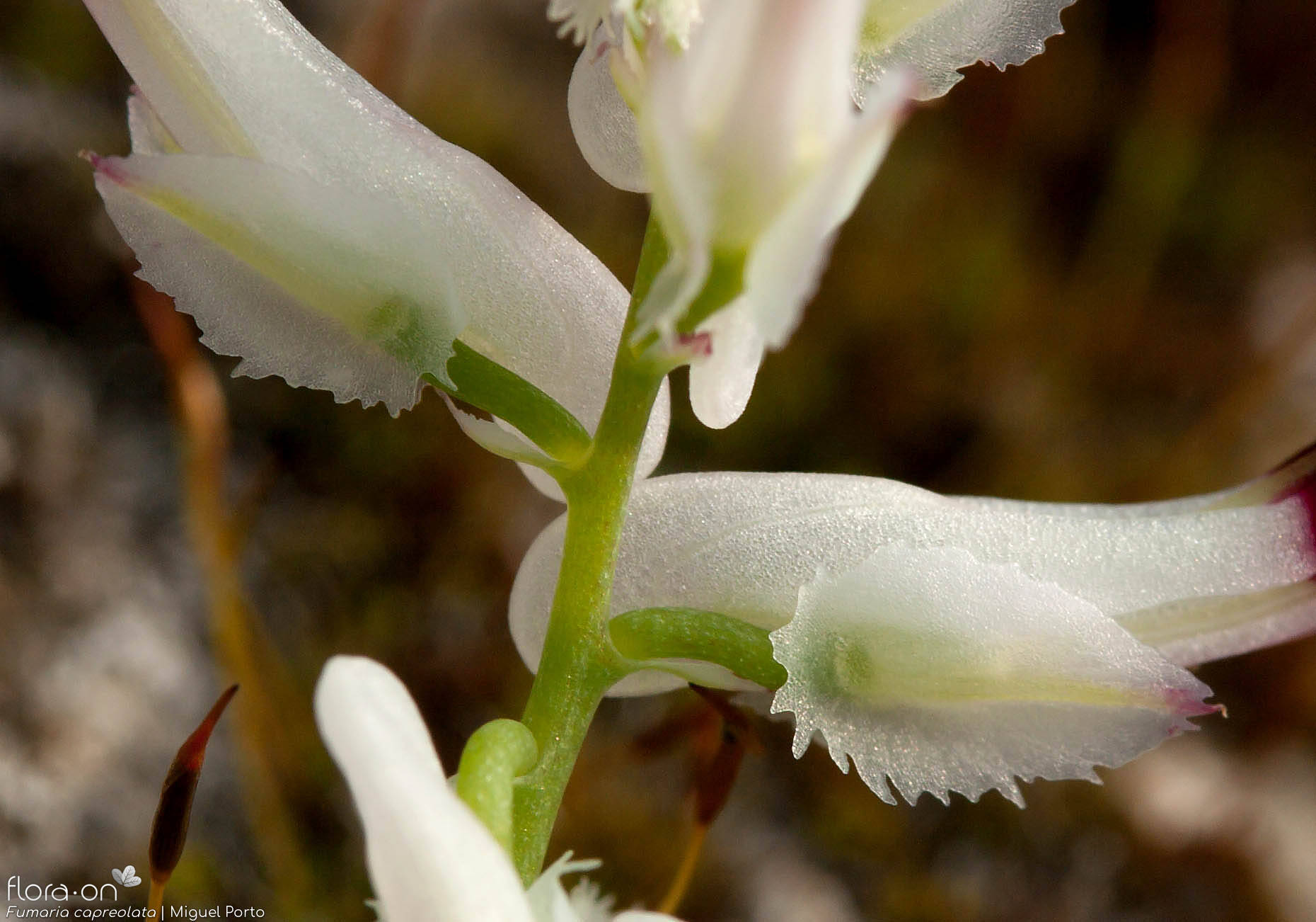 Fumaria capreolata - Flor (close-up) | Miguel Porto; CC BY-NC 4.0