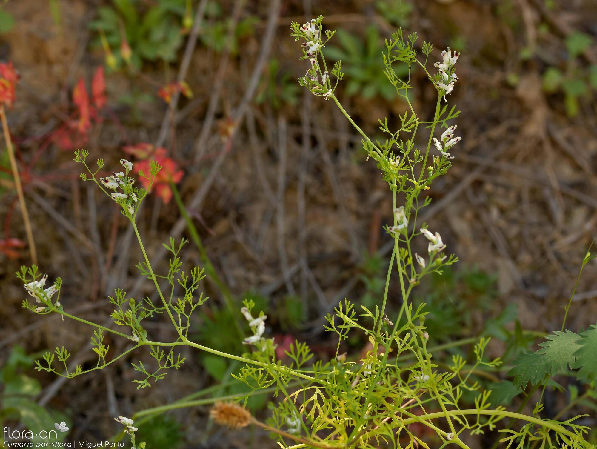 Fumaria parviflora - Hábito | Miguel Porto; CC BY-NC 4.0