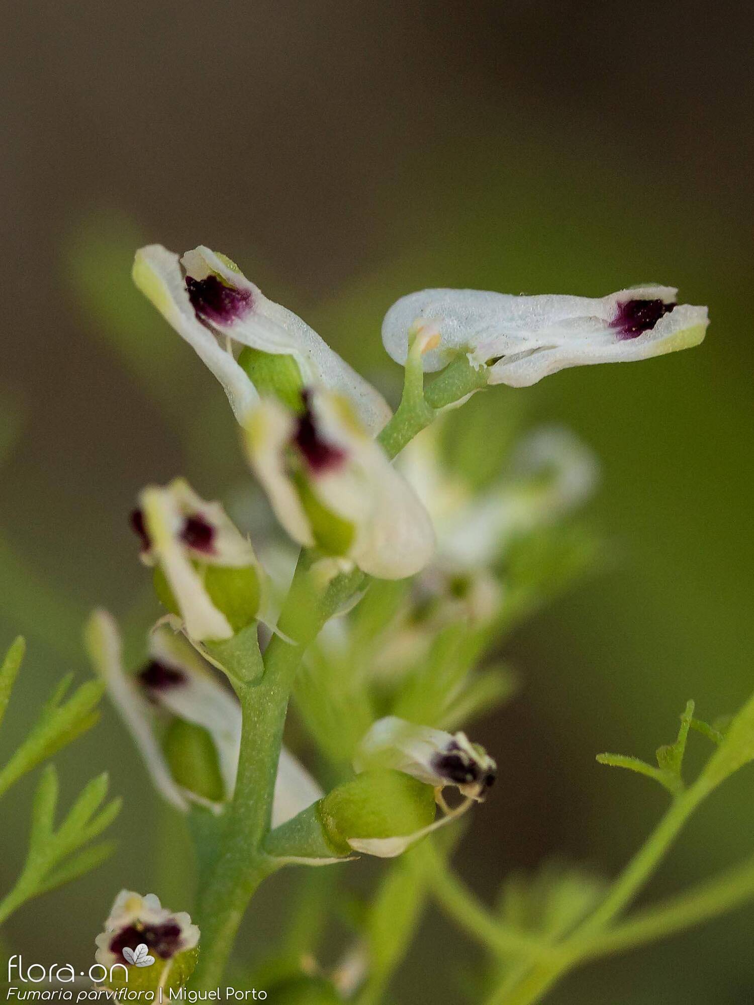 Fumaria parviflora - Flor (close-up) | Miguel Porto; CC BY-NC 4.0
