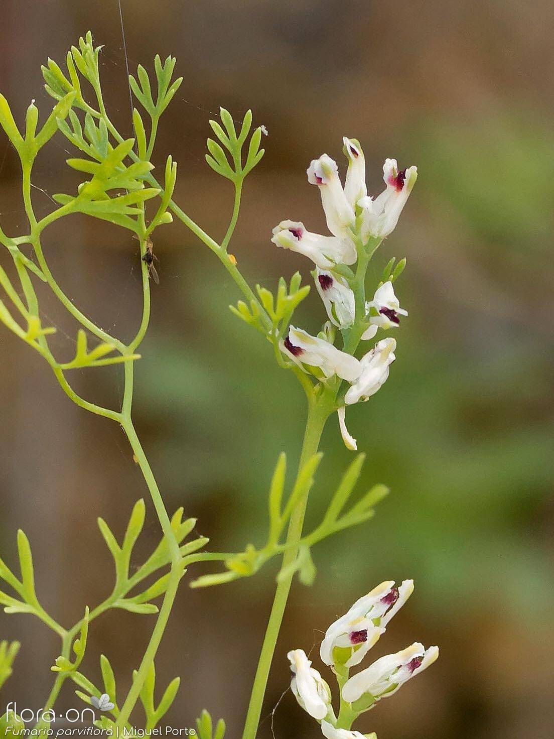 Fumaria parviflora - Flor (geral) | Miguel Porto; CC BY-NC 4.0