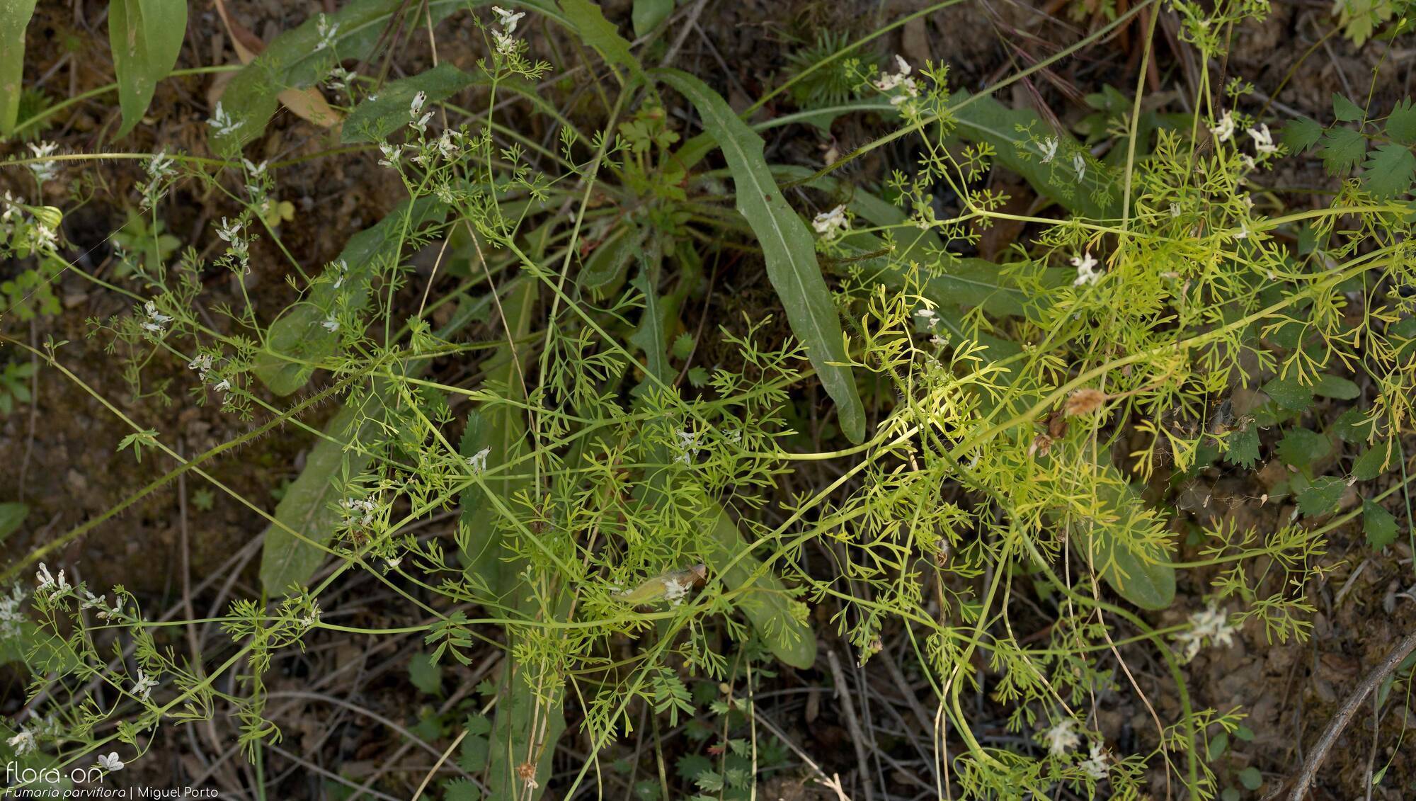 Fumaria parviflora - Hábito | Miguel Porto; CC BY-NC 4.0