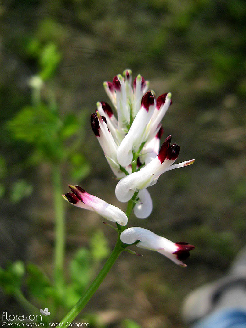 Fumaria sepium - Flor (geral) | André Carapeto; CC BY-NC 4.0