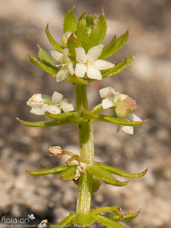 Galium verrucosum verrucosum - Flor (close-up) | Miguel Porto; CC BY-NC 4.0