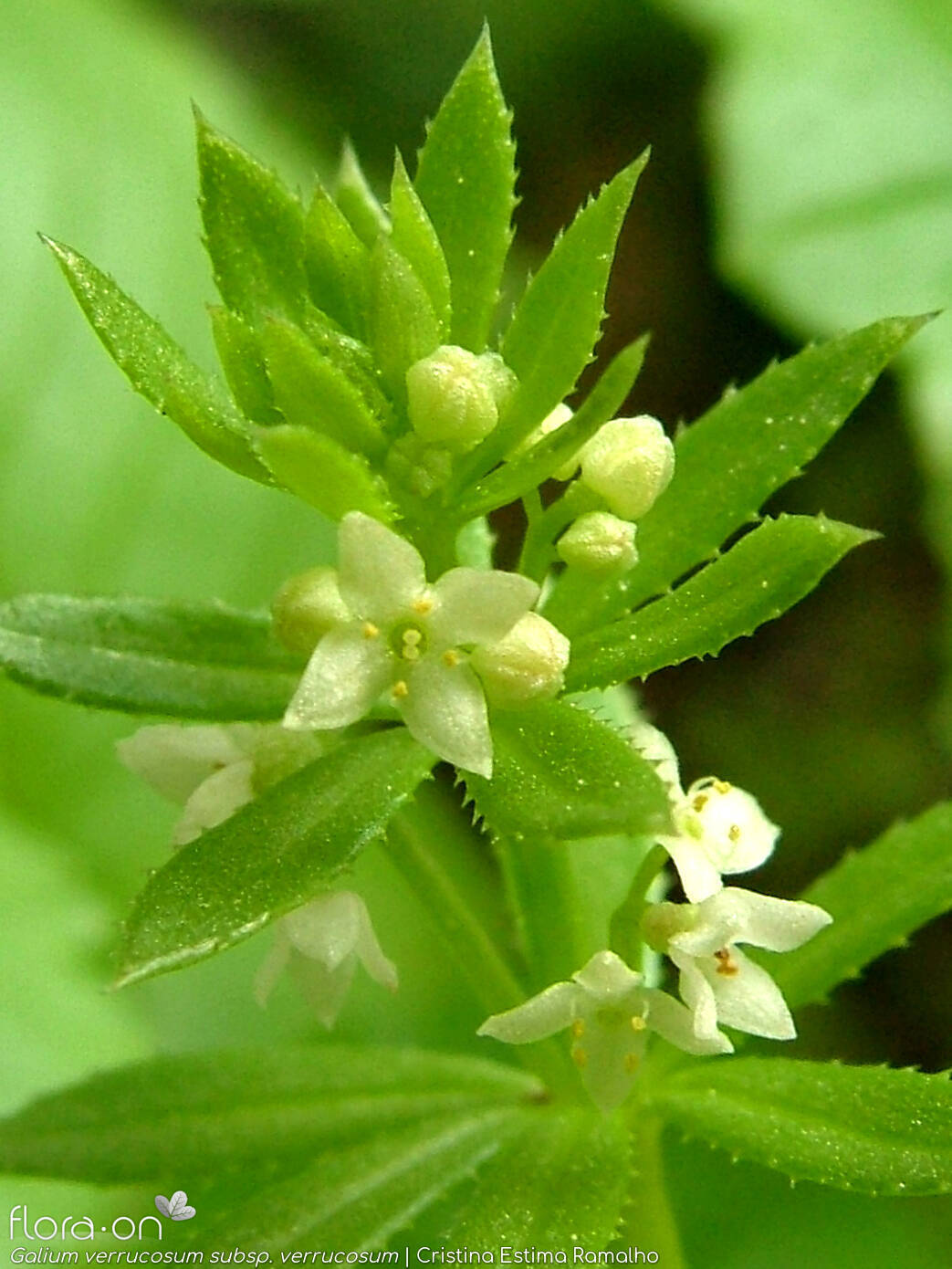 Galium verrucosum verrucosum - Flor (close-up) | Cristina Estima Ramalho; CC BY-NC 4.0