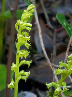 Gennaria diphylla