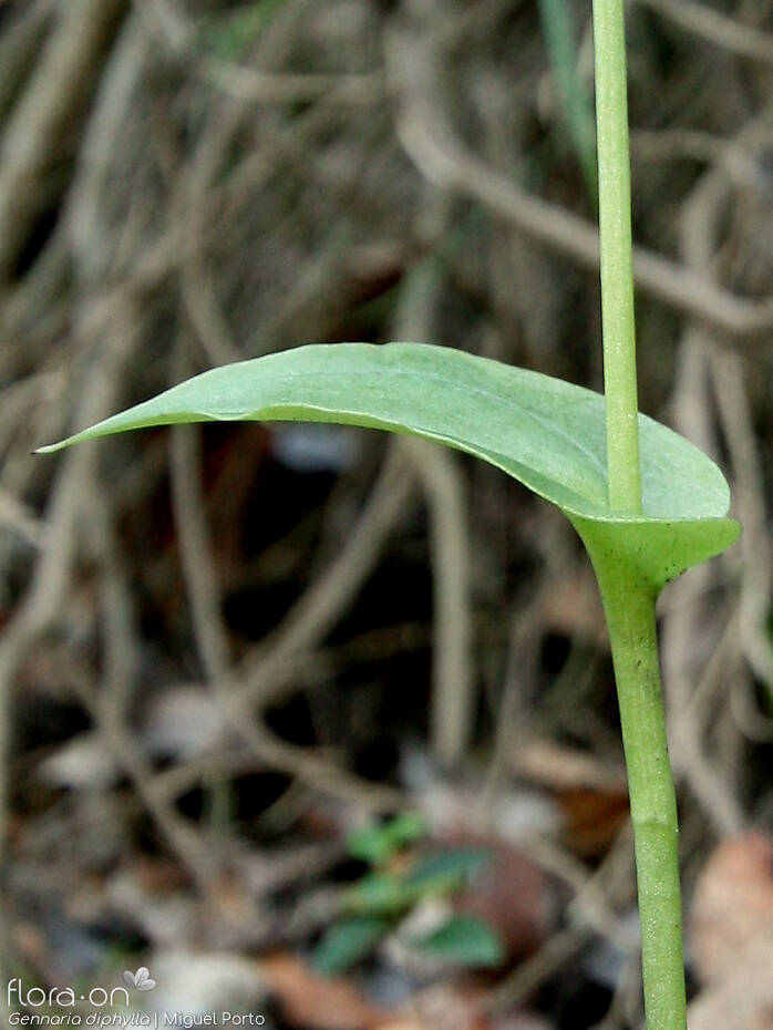 Gennaria diphylla - Folha | Miguel Porto; CC BY-NC 4.0