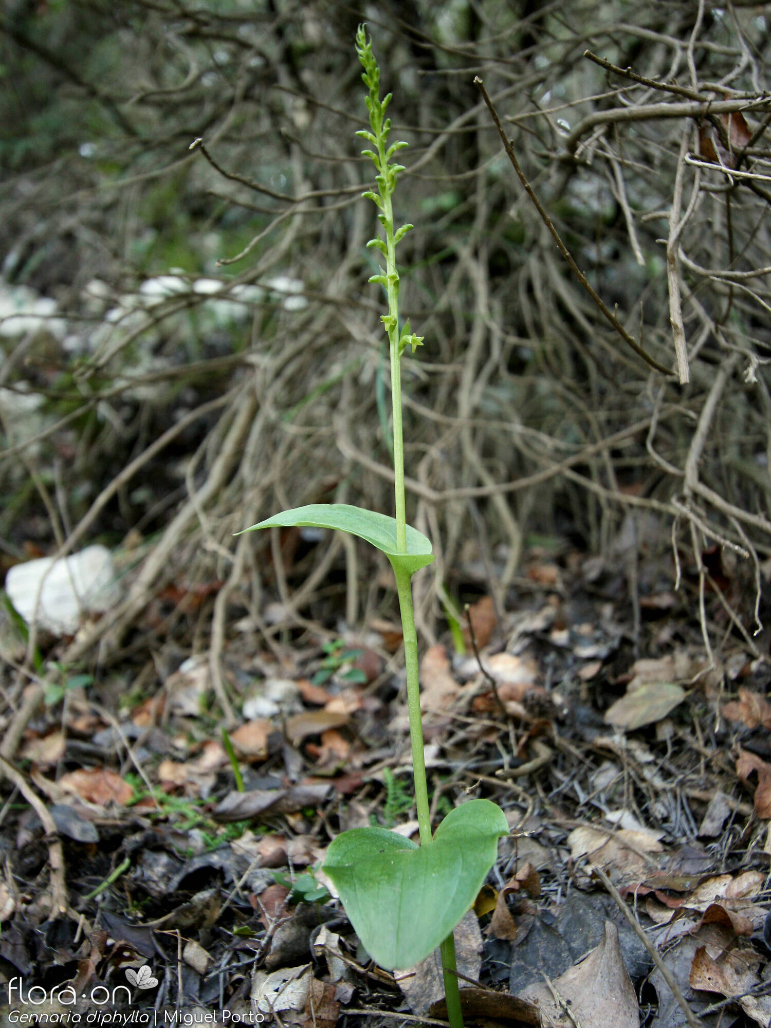 Gennaria diphylla - Hábito | Miguel Porto; CC BY-NC 4.0