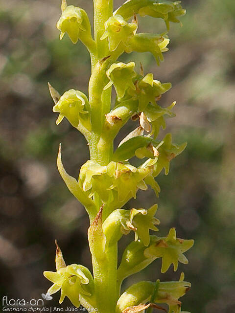 Gennaria diphylla - Flor (close-up) | Ana Júlia Pereira; CC BY-NC 4.0