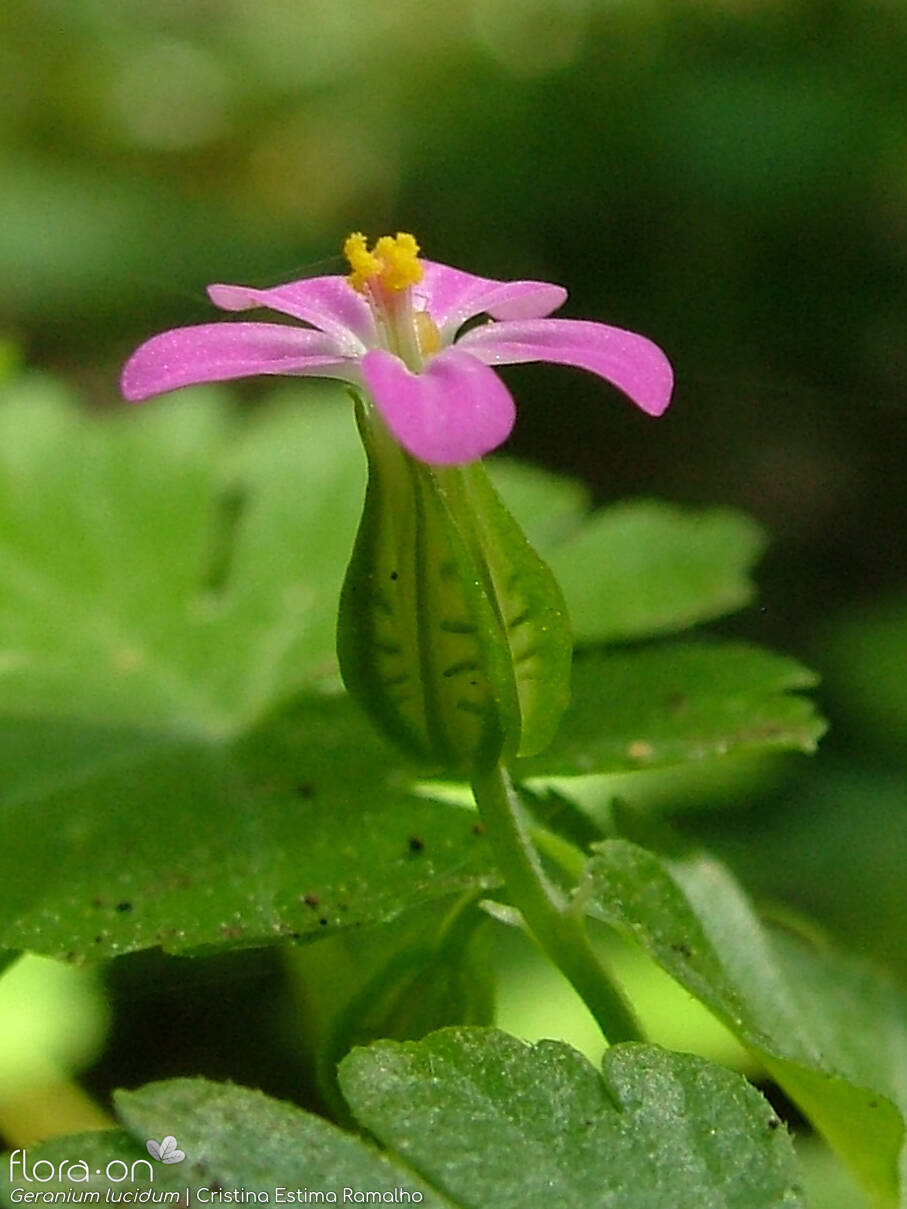 Geranium lucidum - Flor (close-up) | Cristina Estima Ramalho; CC BY-NC 4.0