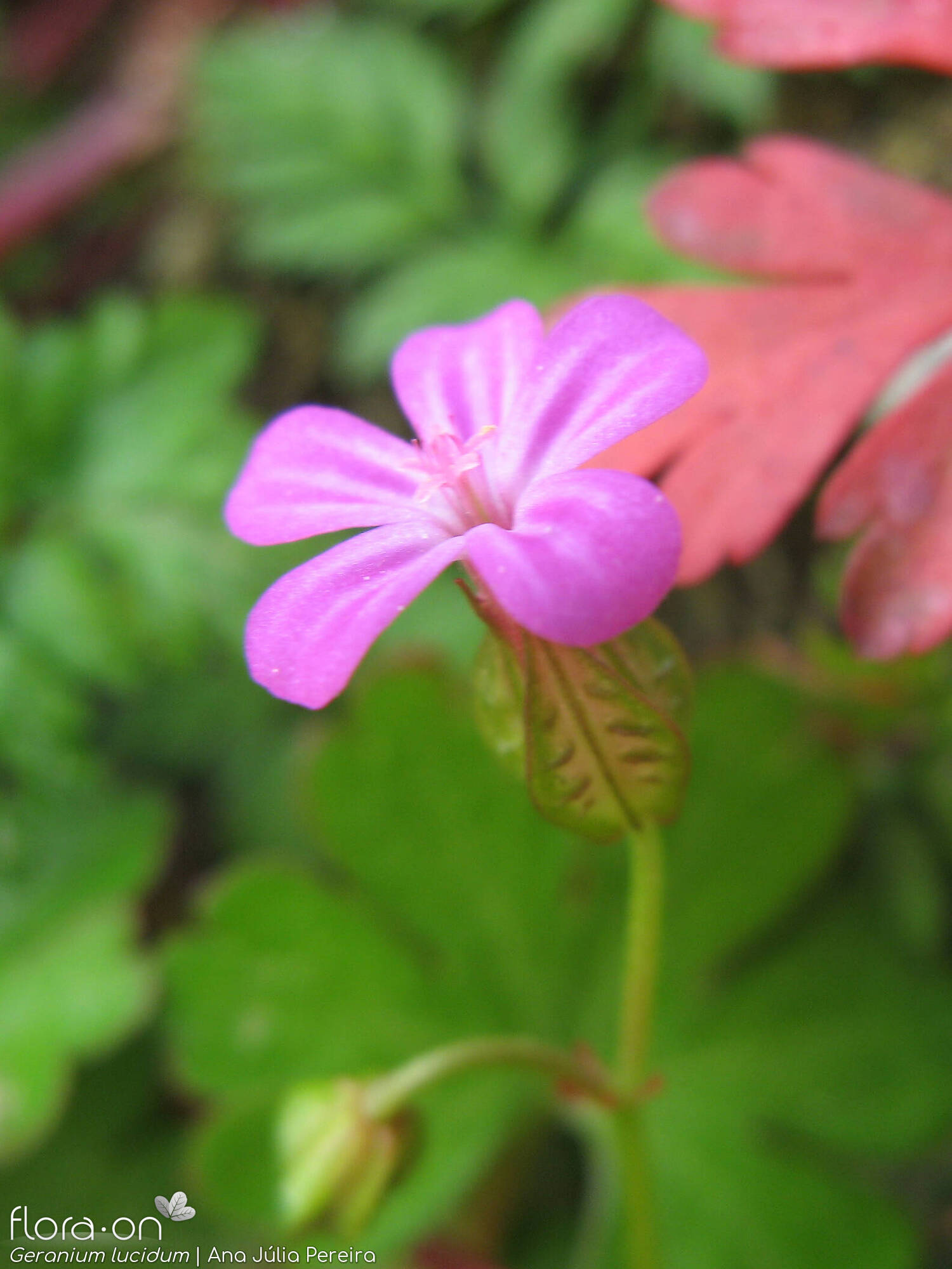 Geranium lucidum - Flor (close-up) | Ana Júlia Pereira; CC BY-NC 4.0