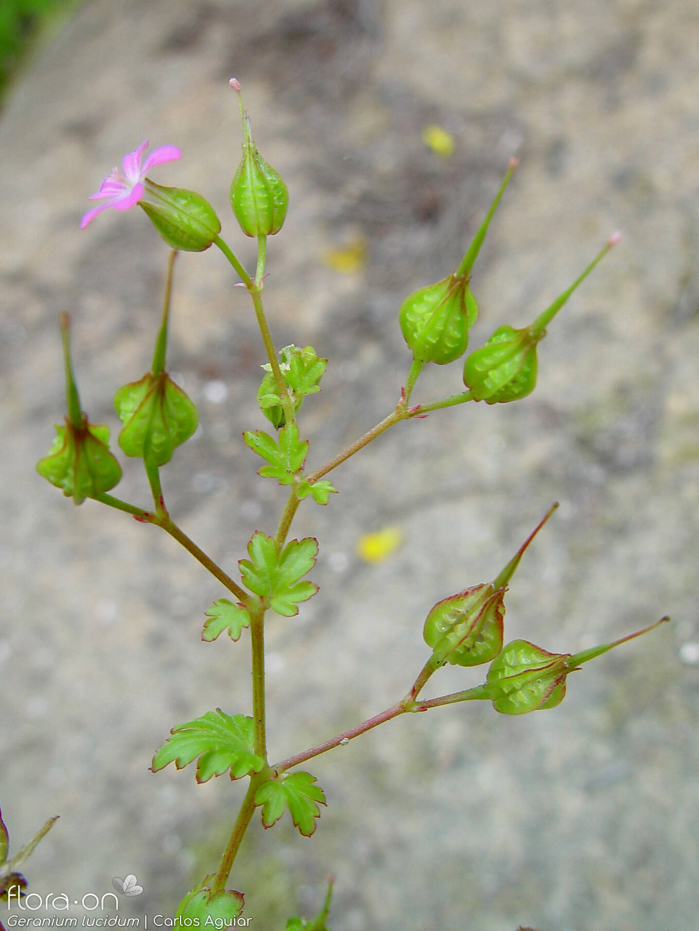 Geranium lucidum - Flor (geral) | Carlos Aguiar; CC BY-NC 4.0