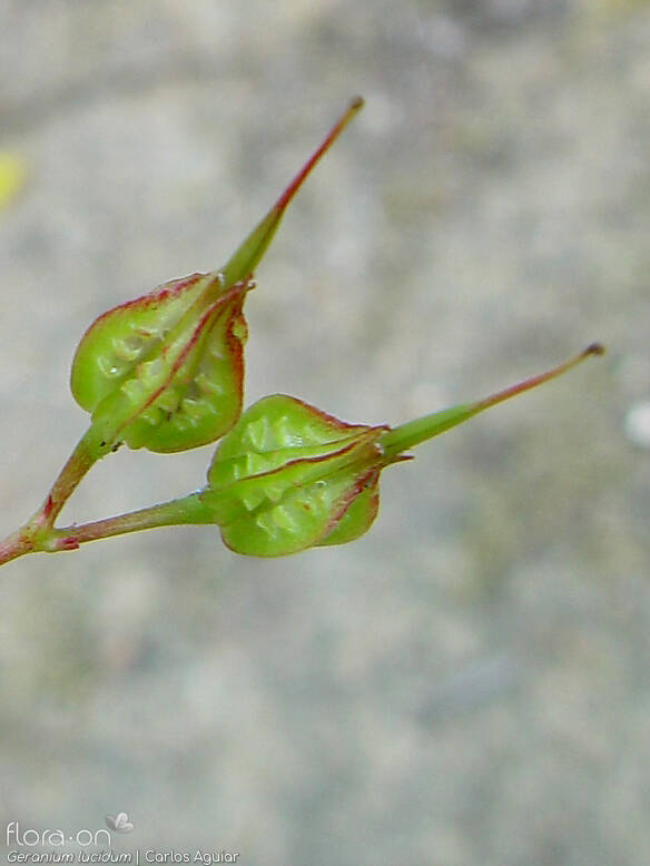 Geranium lucidum - Fruto | Carlos Aguiar; CC BY-NC 4.0