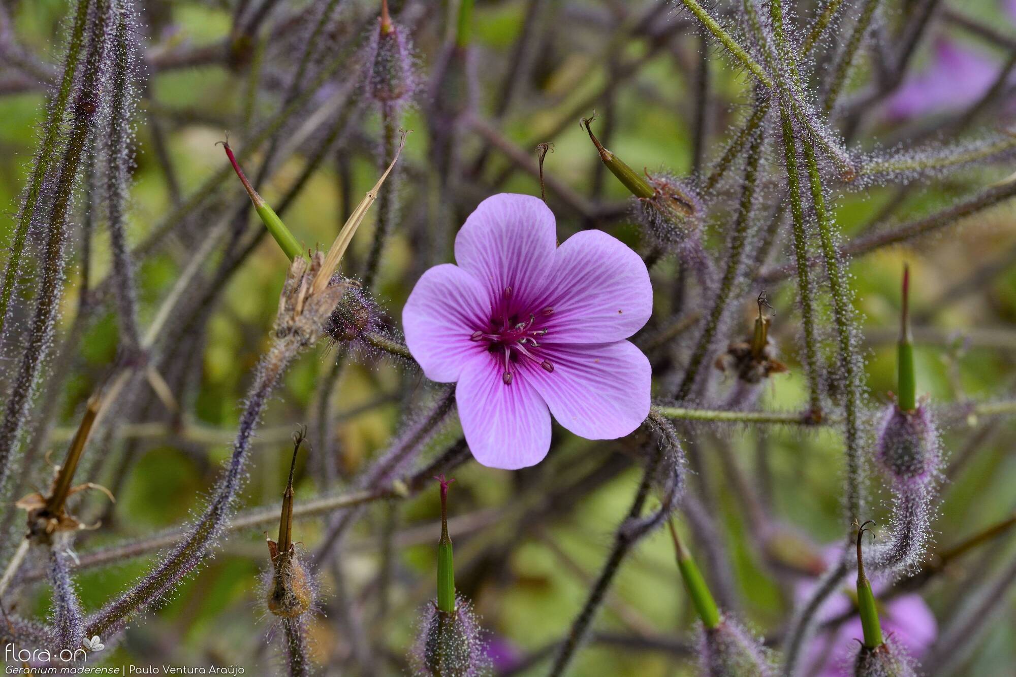 Geranium maderense - Flor (close-up) | Paulo Ventura Araújo; CC BY-NC 4.0