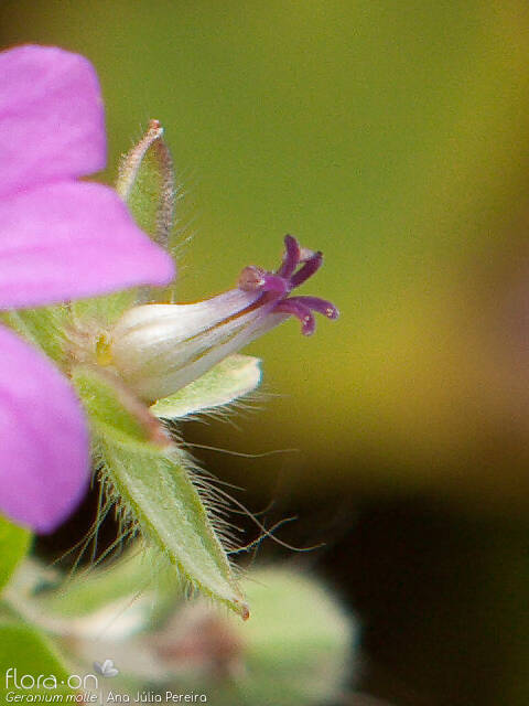 Geranium molle - Flor (close-up) | Ana Júlia Pereira; CC BY-NC 4.0
