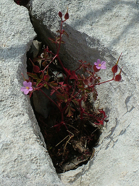 Geranium purpureum - Hábito | Cristina Estima Ramalho; CC BY-NC 4.0