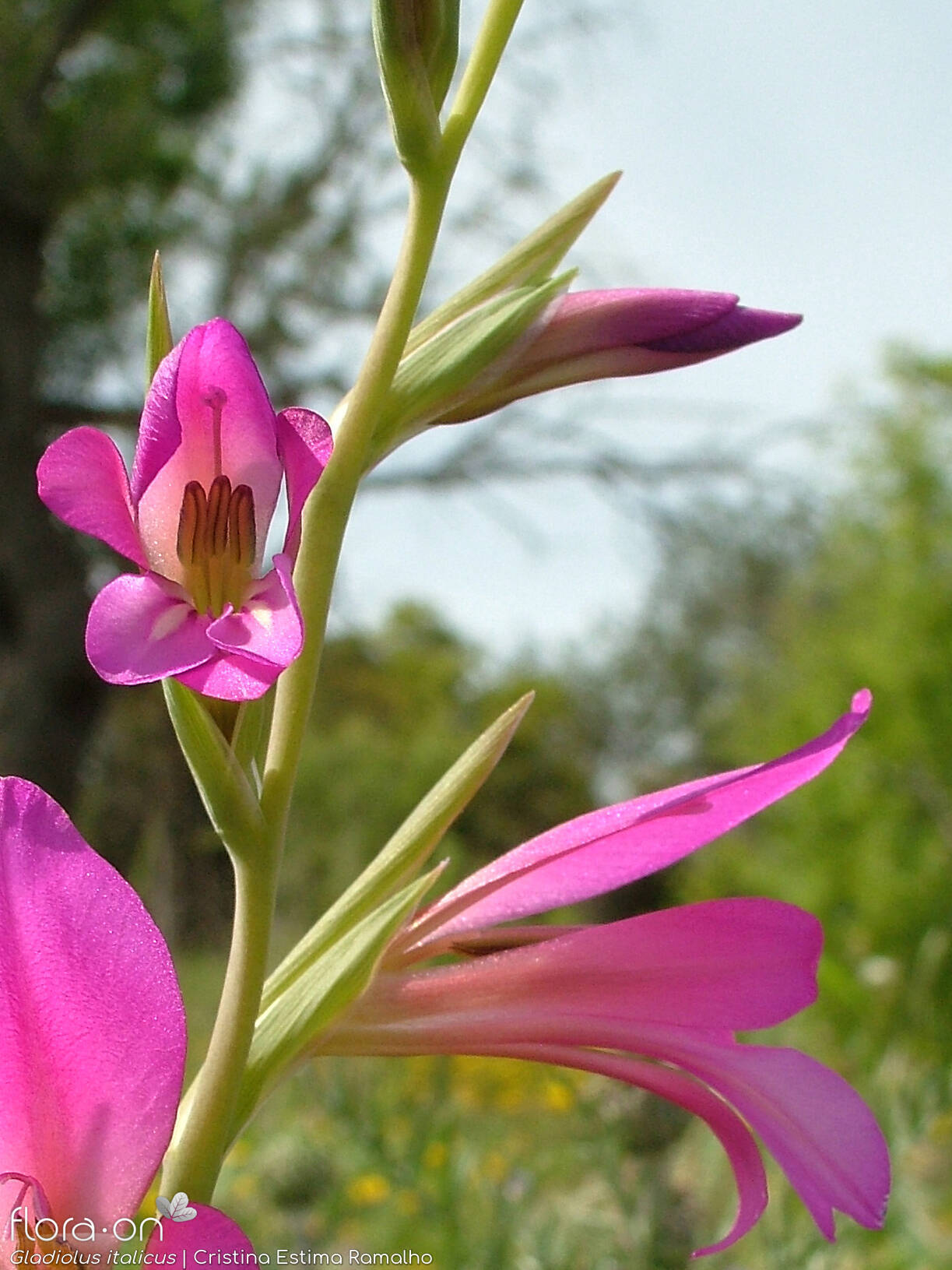 Gladiolus italicus - Flor (geral) | Cristina Estima Ramalho; CC BY-NC 4.0