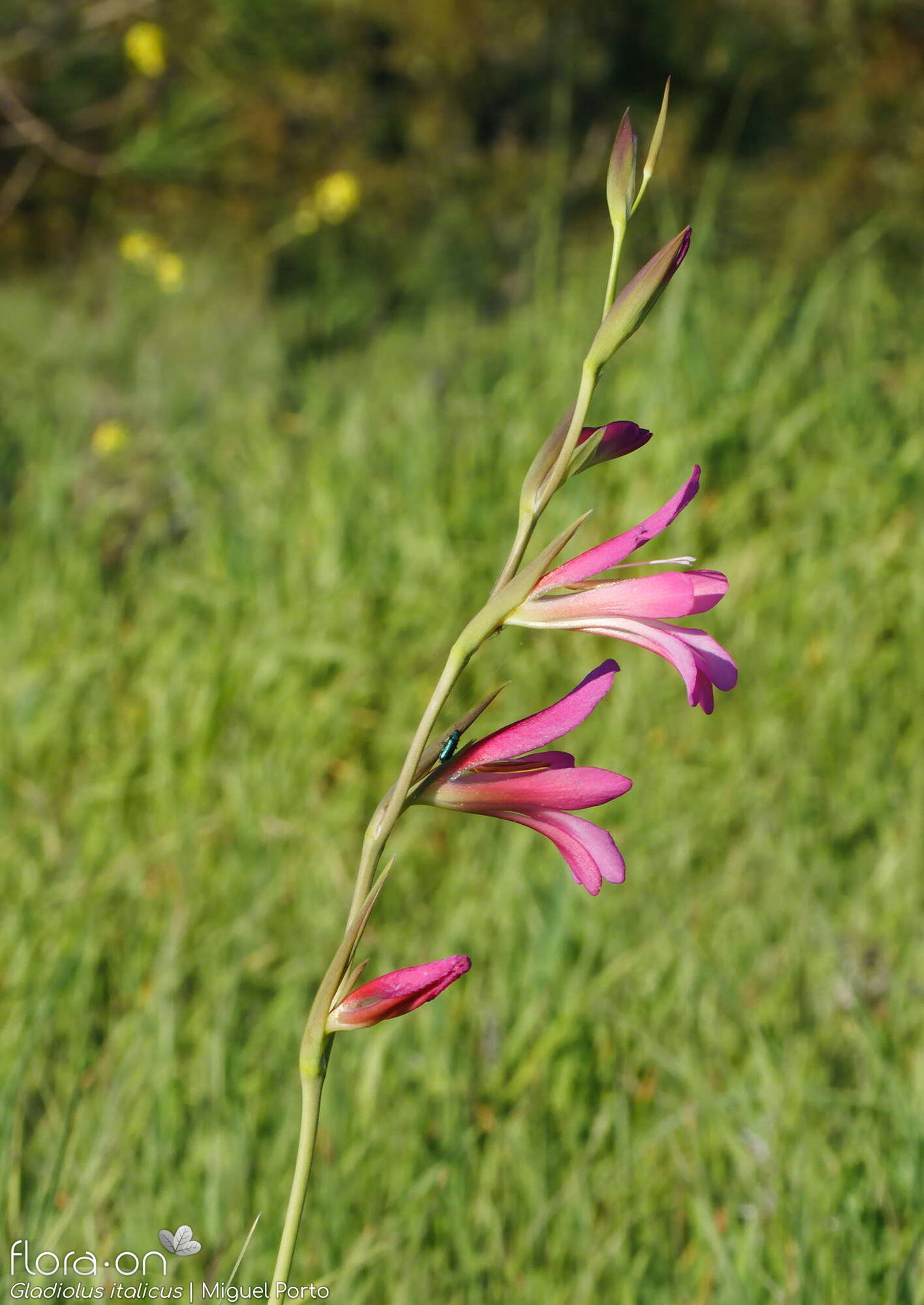 Gladiolus italicus - Flor (geral) | Miguel Porto; CC BY-NC 4.0