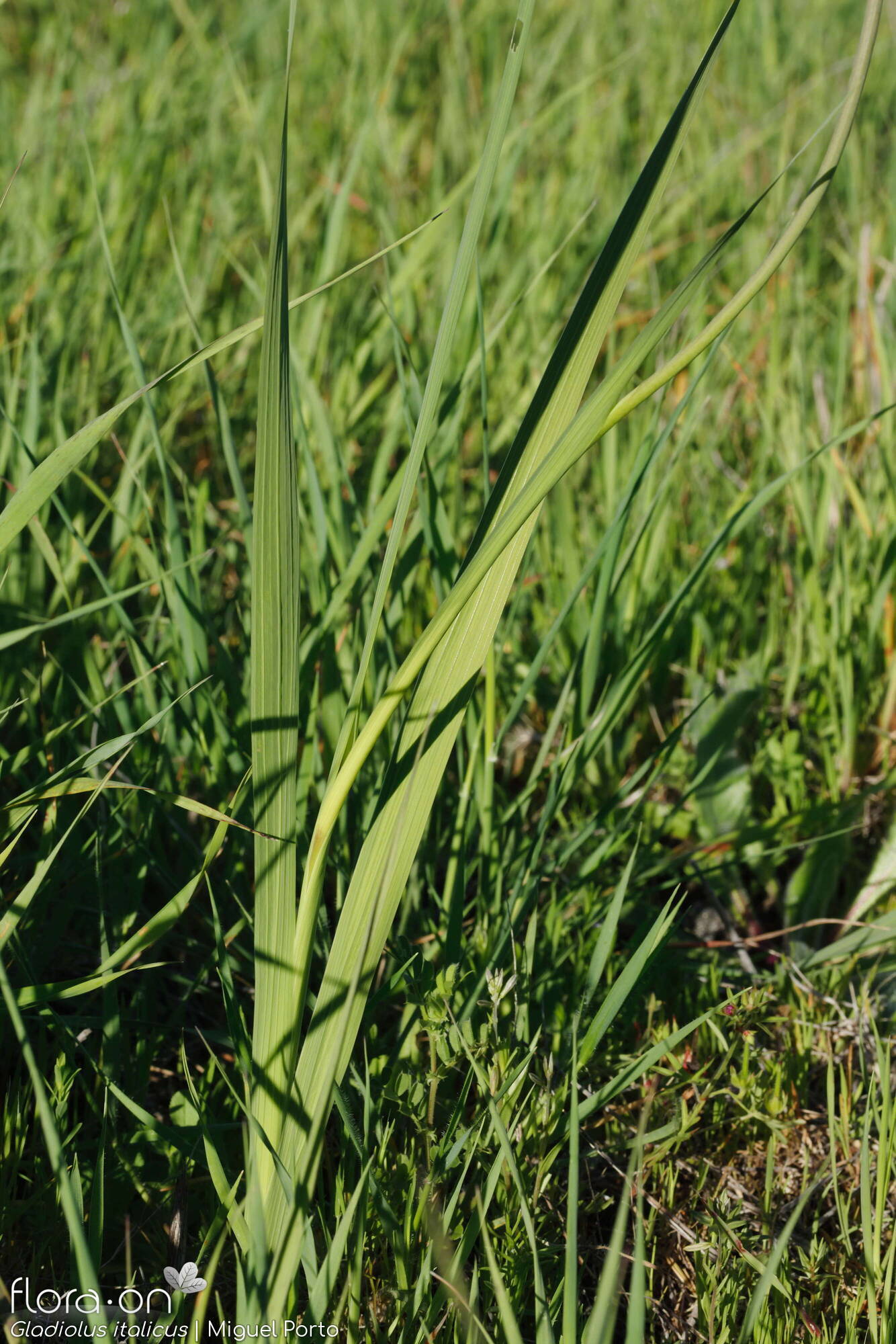 Gladiolus italicus - Folha (geral) | Miguel Porto; CC BY-NC 4.0