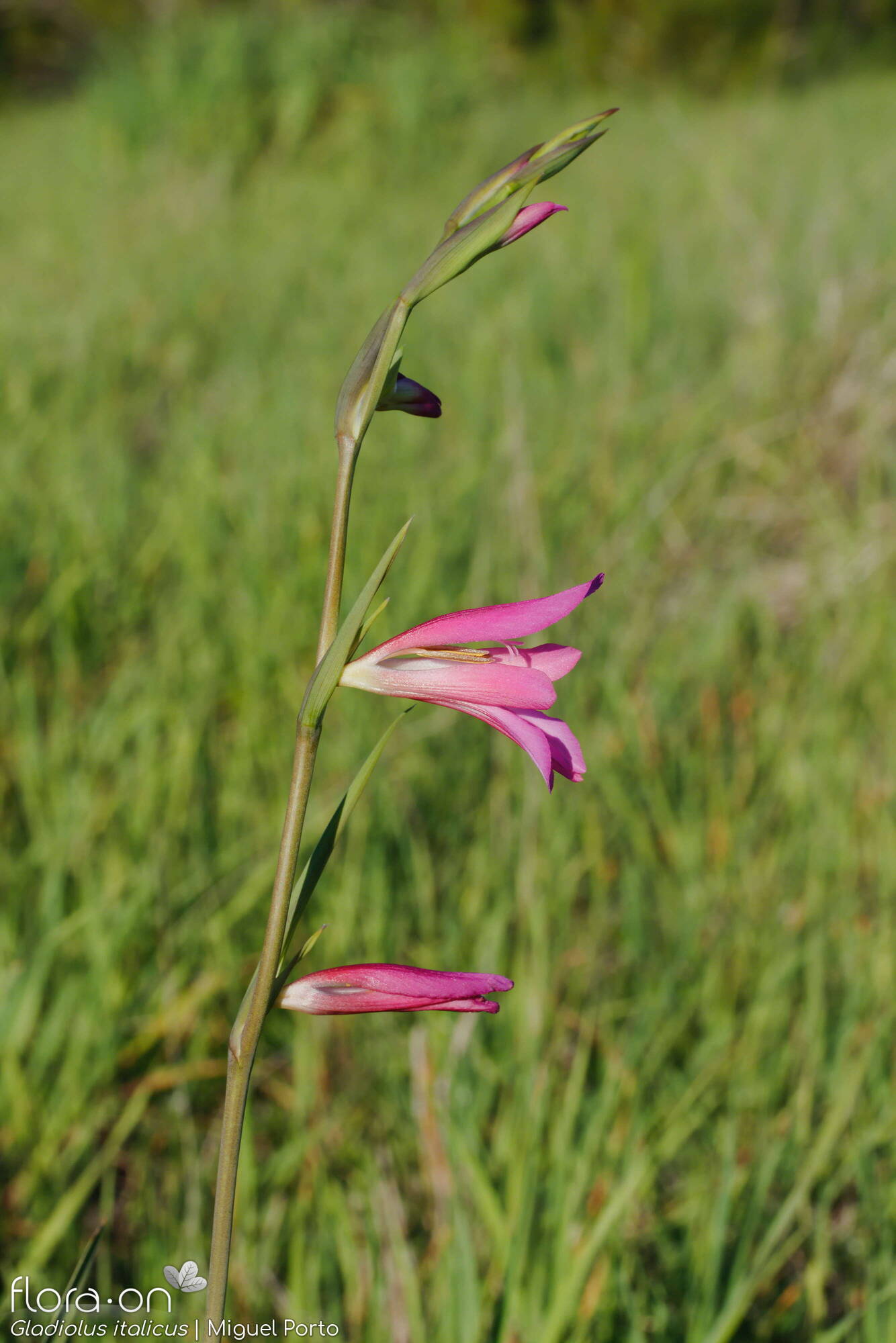 Gladiolus italicus - Flor (geral) | Miguel Porto; CC BY-NC 4.0