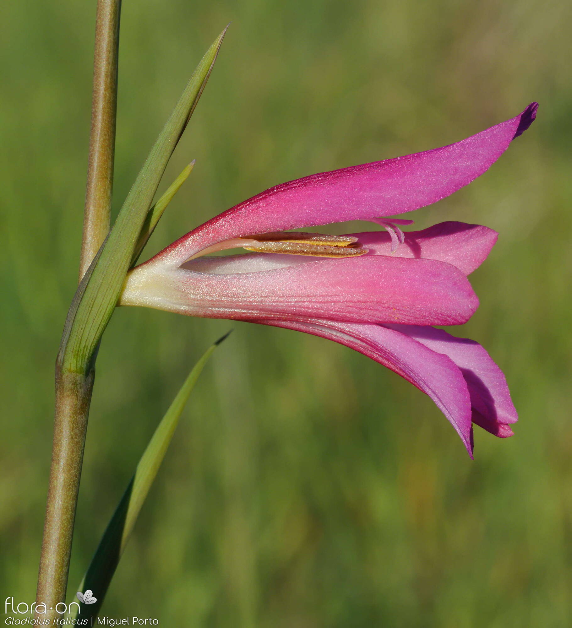 Gladiolus italicus - Flor (close-up) | Miguel Porto; CC BY-NC 4.0