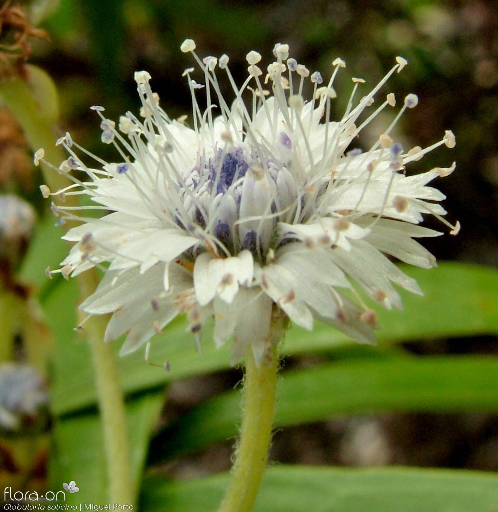Globularia salicina - Flor (close-up) | Miguel Porto; CC BY-NC 4.0