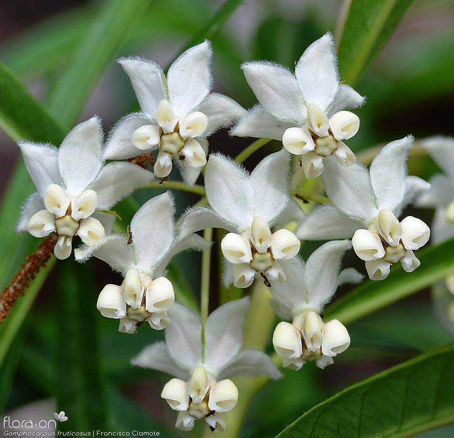 Gomphocarpus fruticosus - Flor (close-up) | Francisco Clamote; CC BY-NC 4.0