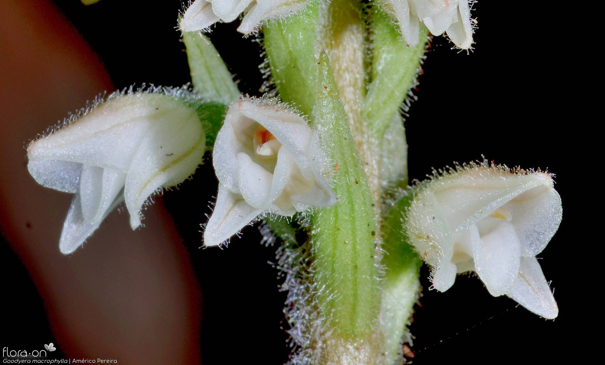 Goodyera macrophylla - Flor (close-up) | Américo Pereira; CC BY-NC 4.0