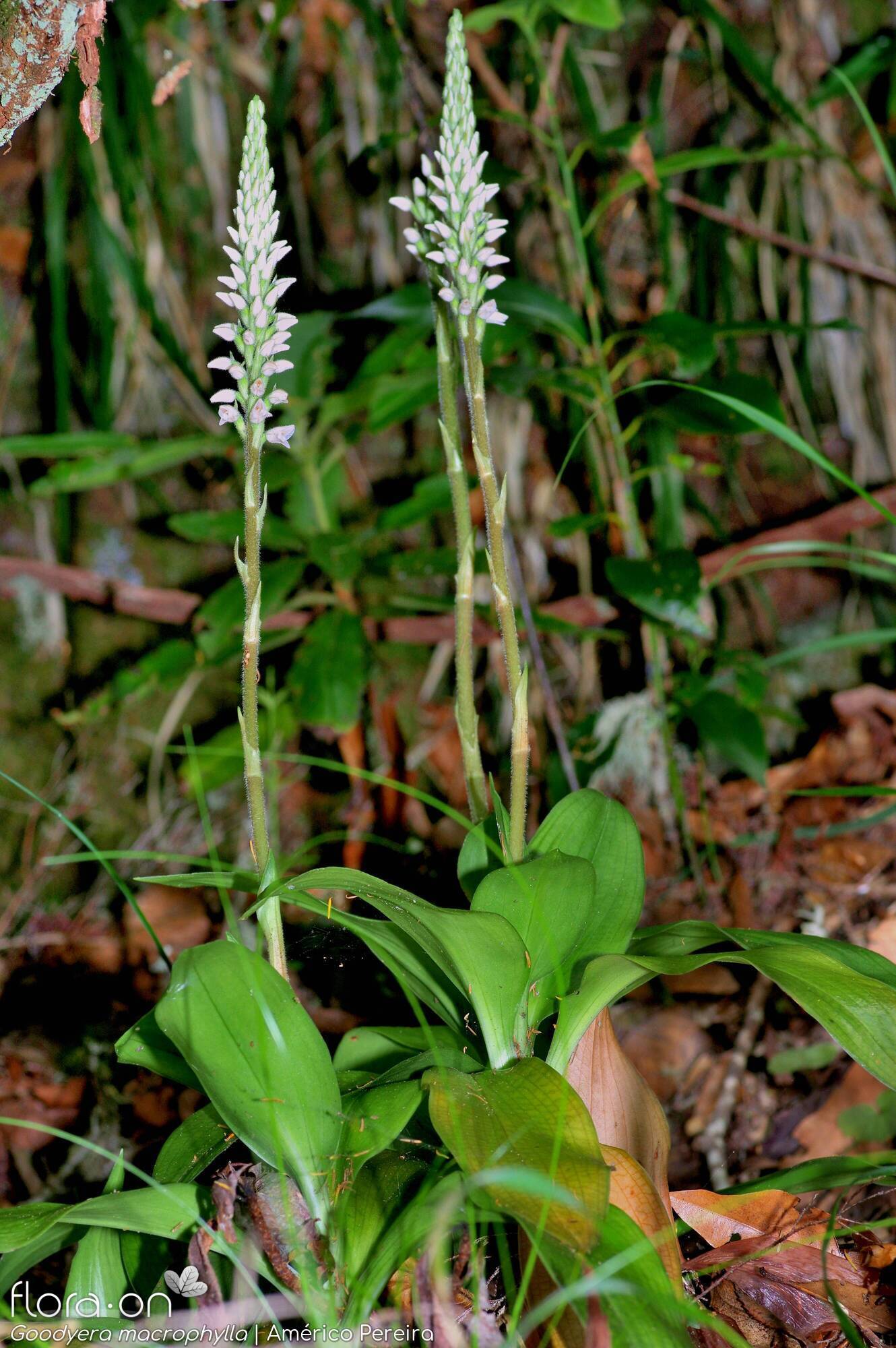 Goodyera macrophylla - Hábito | Américo Pereira; CC BY-NC 4.0