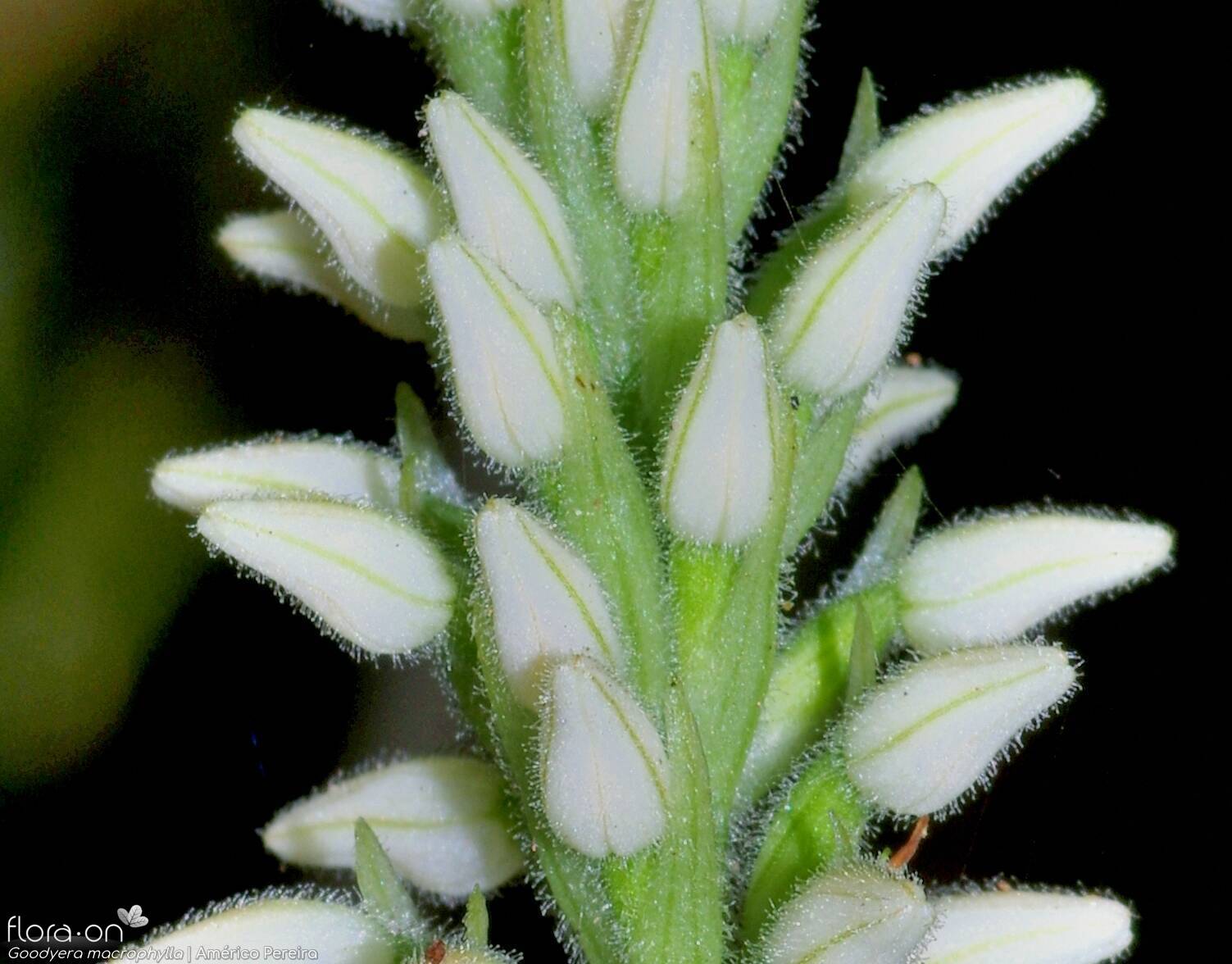 Goodyera macrophylla - Flor (close-up) | Américo Pereira; CC BY-NC 4.0