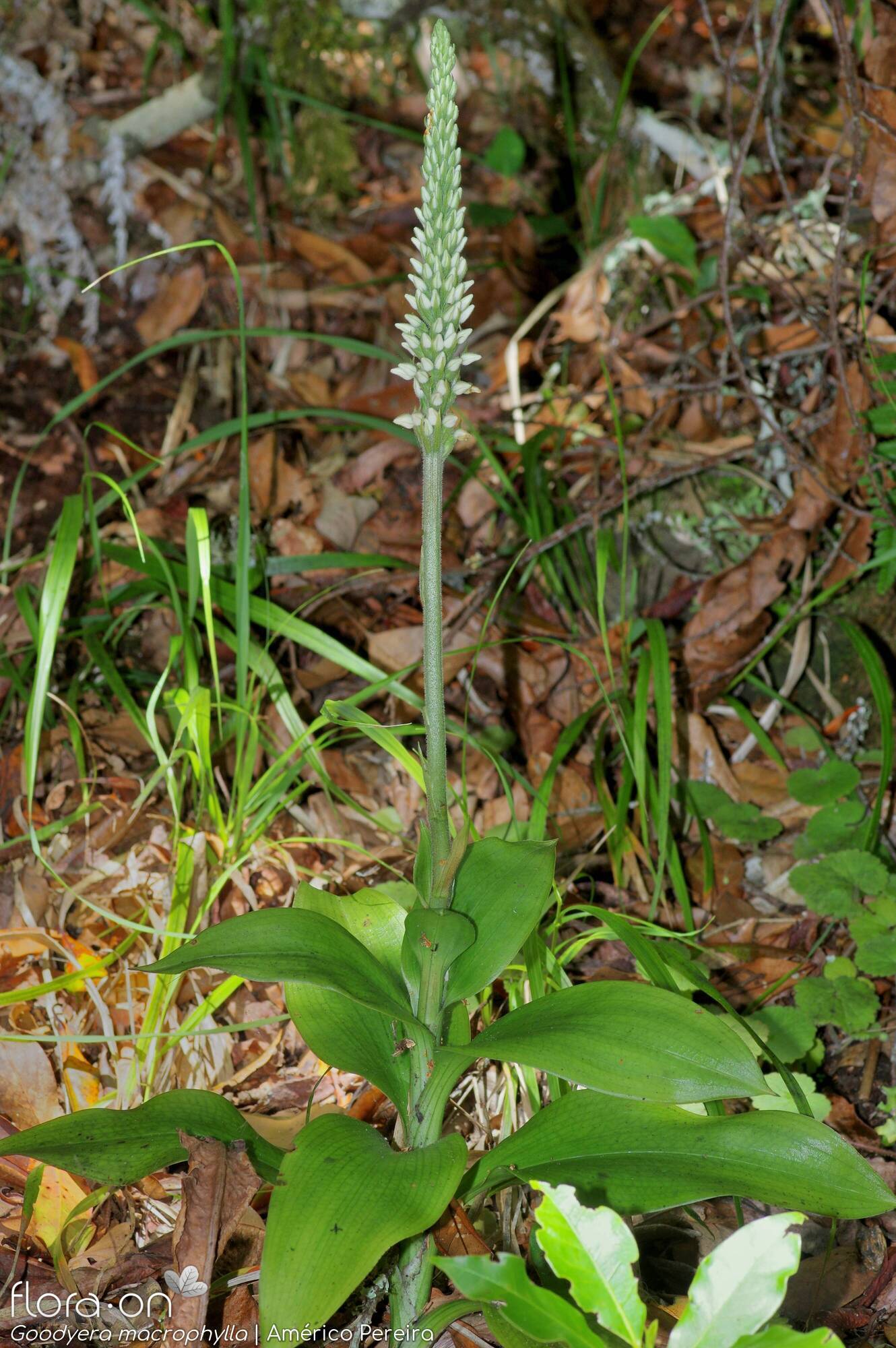 Goodyera macrophylla - Hábito | Américo Pereira; CC BY-NC 4.0