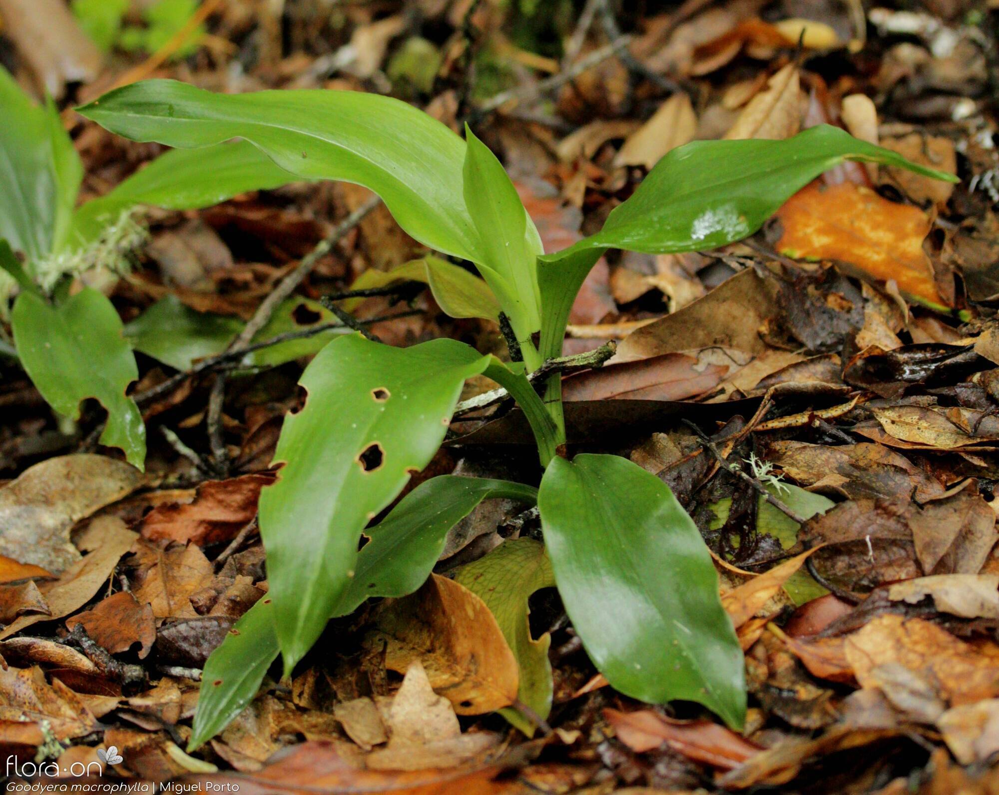 Goodyera macrophylla - Folha (geral) | Miguel Porto; CC BY-NC 4.0