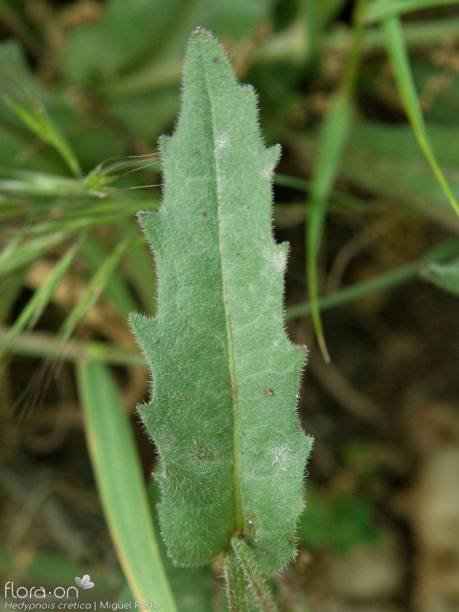 Hedypnois cretica-(2) - Folha | Miguel Porto; CC BY-NC 4.0