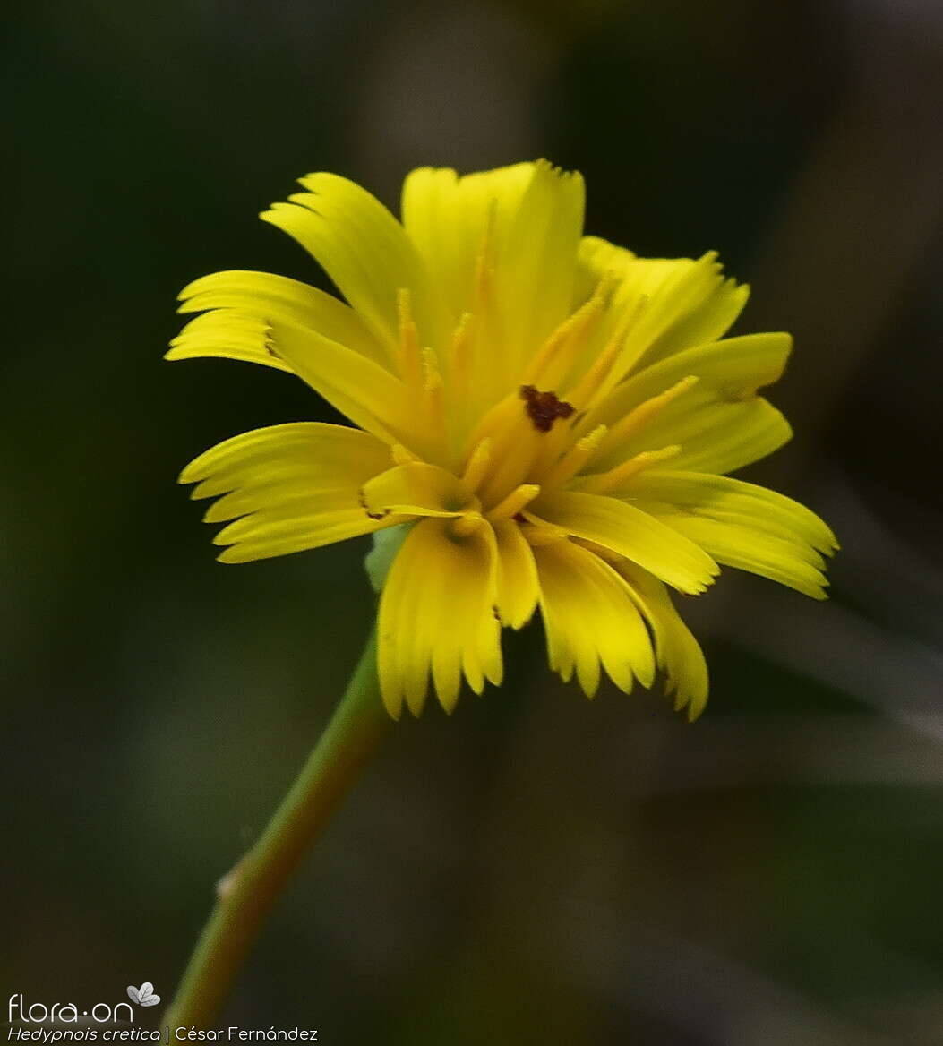 Hedypnois cretica-(2) - Capítulo | César Fernández; CC BY-NC 4.0
