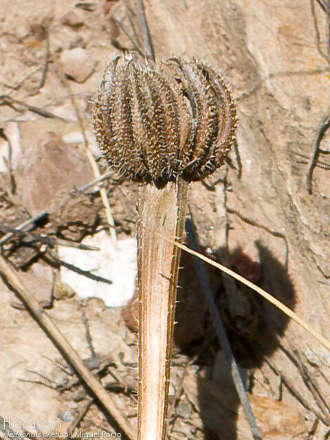 Hedypnois cretica-(2) - Capítulo frutífero | Miguel Porto; CC BY-NC 4.0