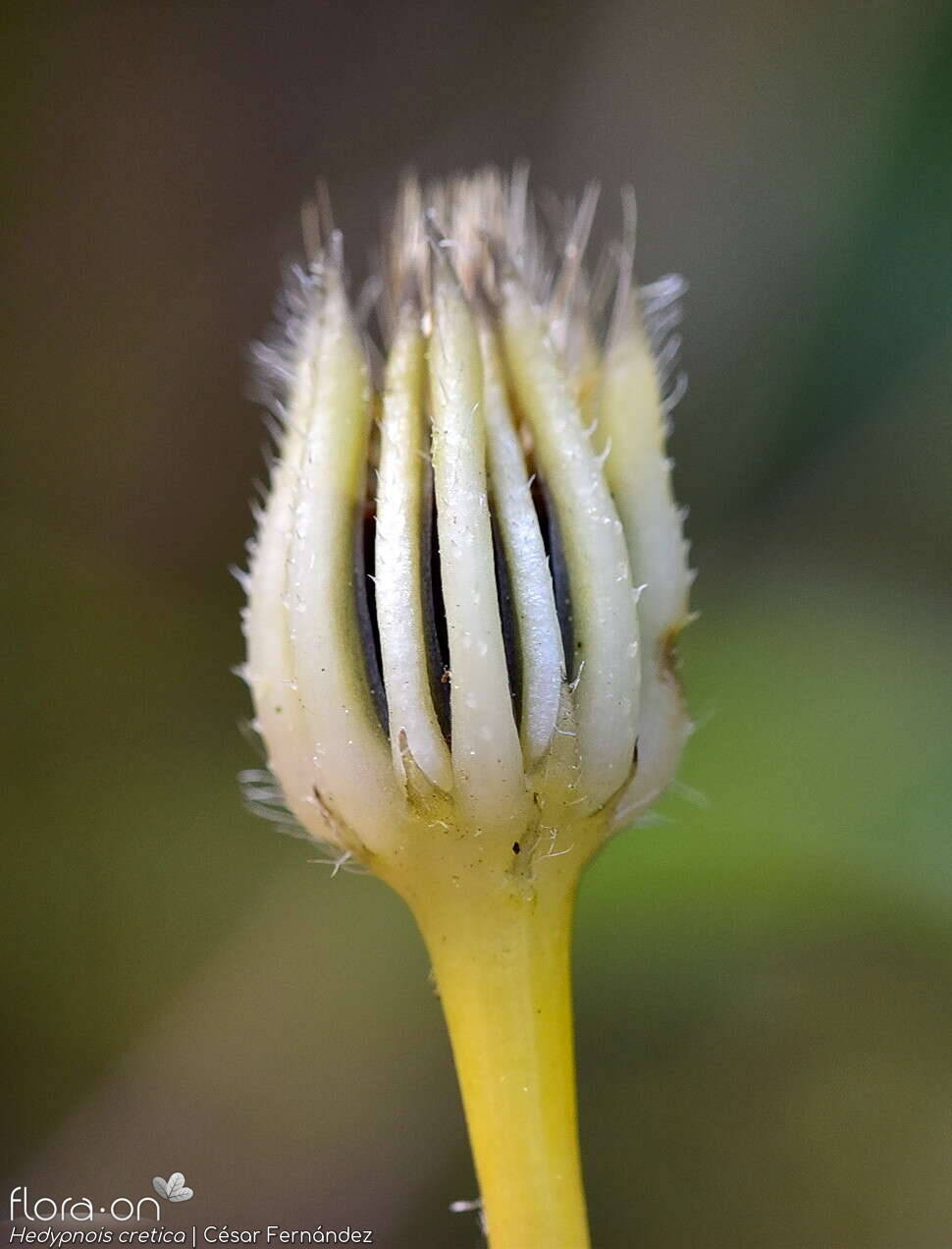Hedypnois cretica-(2) - Bráctea | César Fernández; CC BY-NC 4.0
