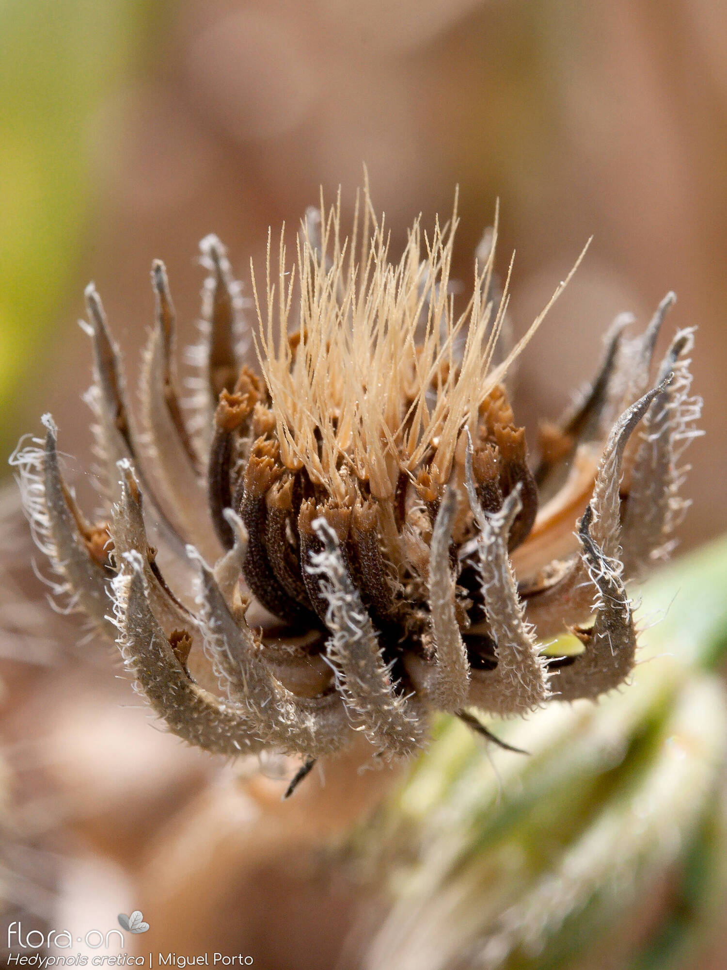 Hedypnois cretica-(2) - Capítulo frutífero | Miguel Porto; CC BY-NC 4.0