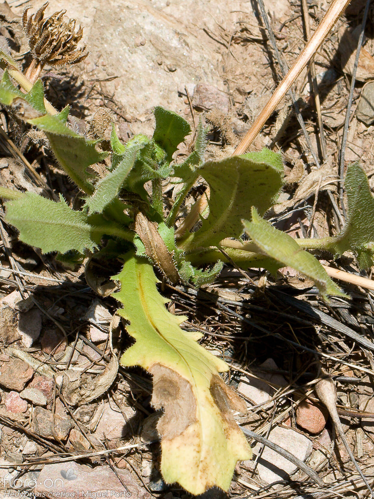 Hedypnois rhagadioloides - Folha | Miguel Porto; CC BY-NC 4.0