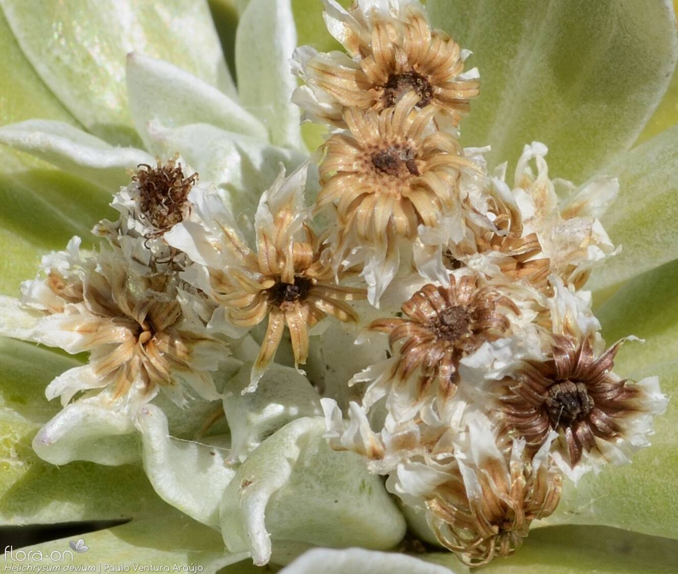 Helichrysum devium - Capítulo frutífero | Paulo Ventura Araújo; CC BY-NC 4.0