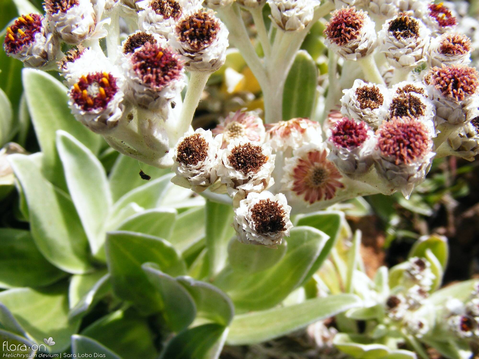 Helichrysum devium - Flor (geral) | Sara Lobo Dias; CC BY-NC 4.0