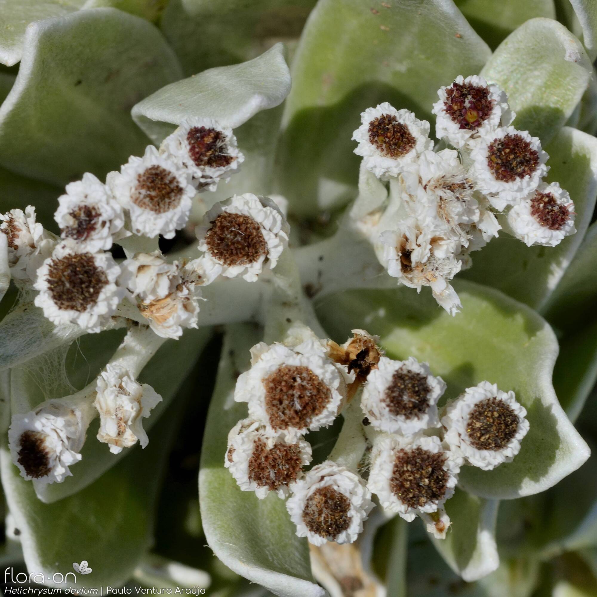 Helichrysum devium - Capítulo | Paulo Ventura Araújo; CC BY-NC 4.0