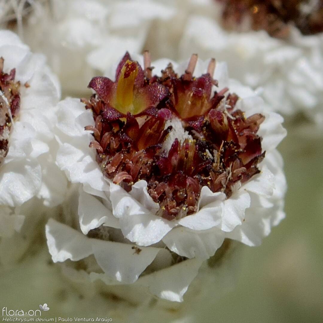 Helichrysum devium - Flor (close-up) | Paulo Ventura Araújo; CC BY-NC 4.0