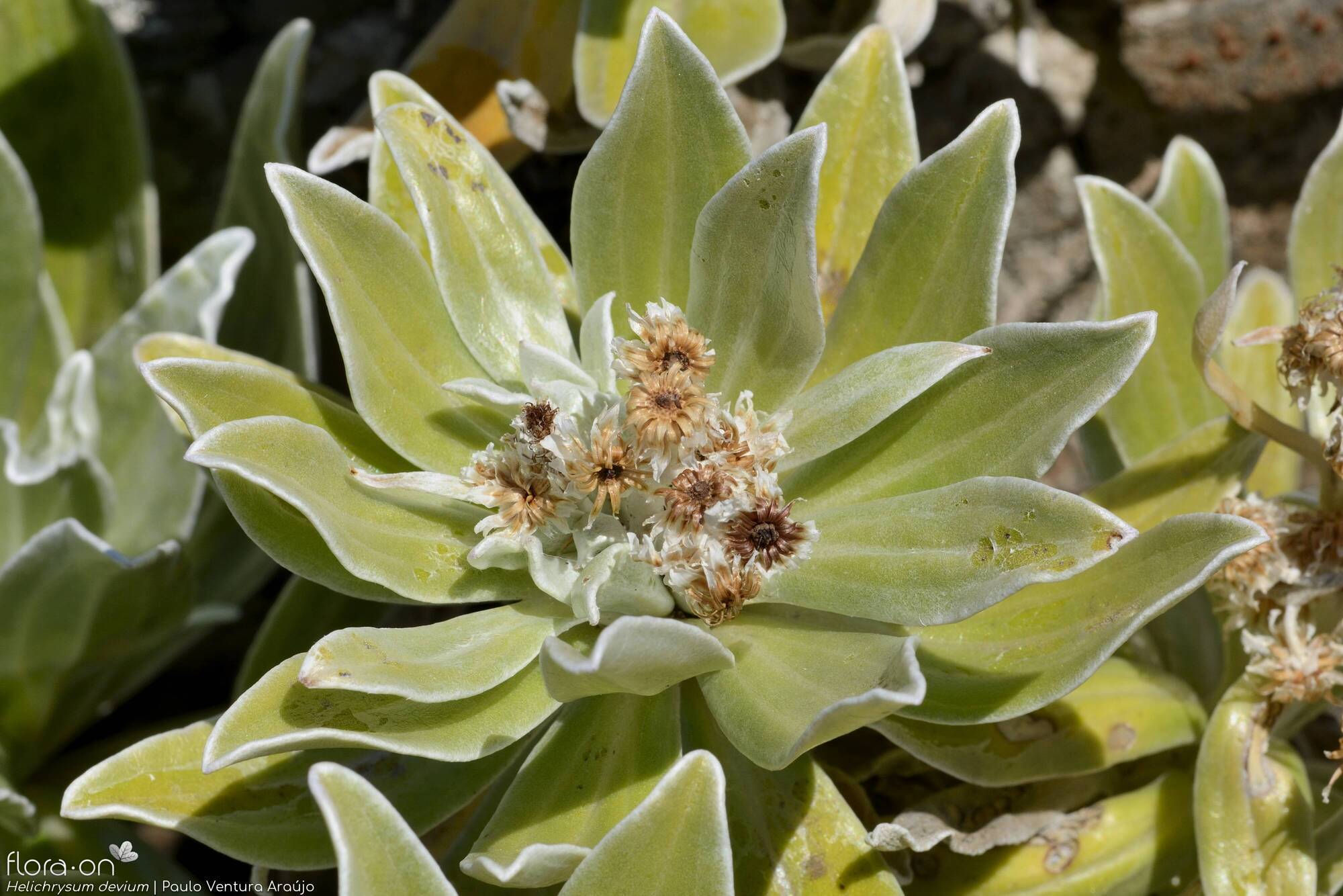 Helichrysum devium - Flor (geral) | Paulo Ventura Araújo; CC BY-NC 4.0
