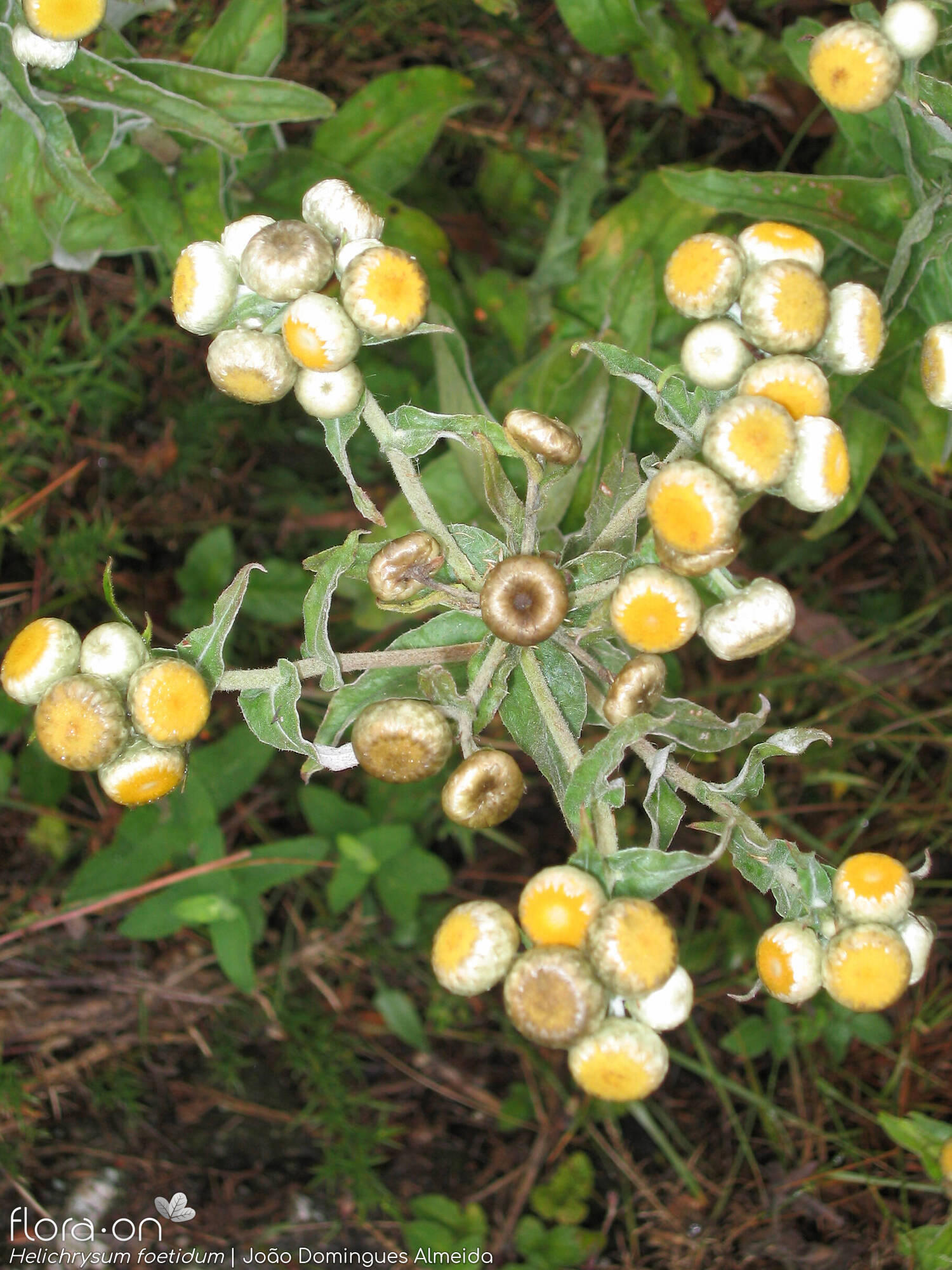 Helichrysum foetidum - Hábito | João Domingues Almeida; CC BY-NC 4.0