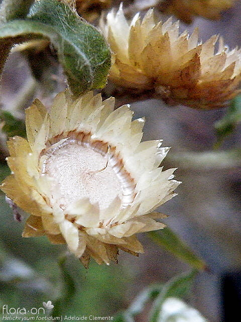 Helichrysum foetidum - Capítulo frutífero | Adelaide Clemente; CC BY-NC 4.0