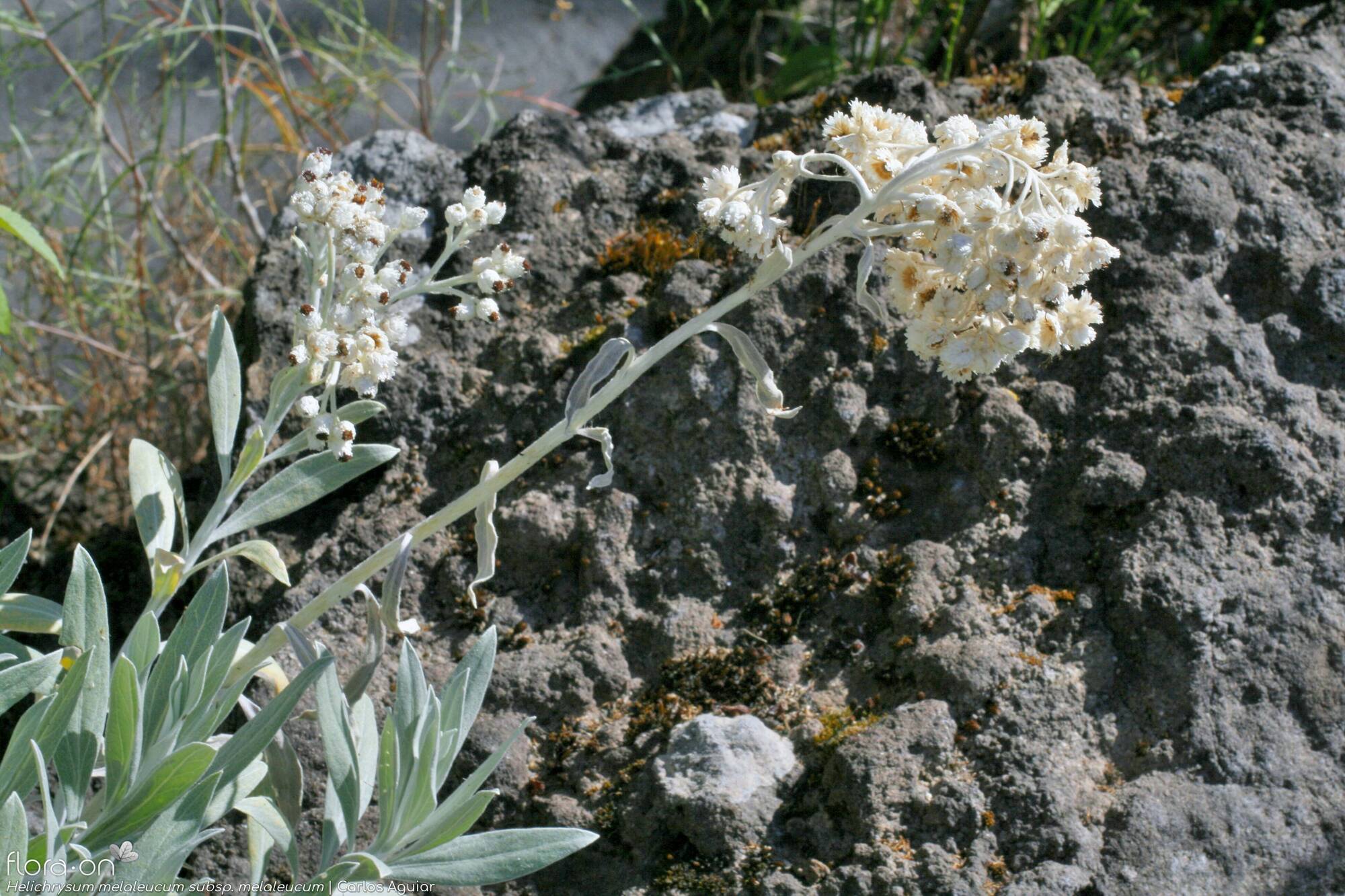 Helichrysum melaleucum - Flor (geral) | Carlos Aguiar; CC BY-NC 4.0
